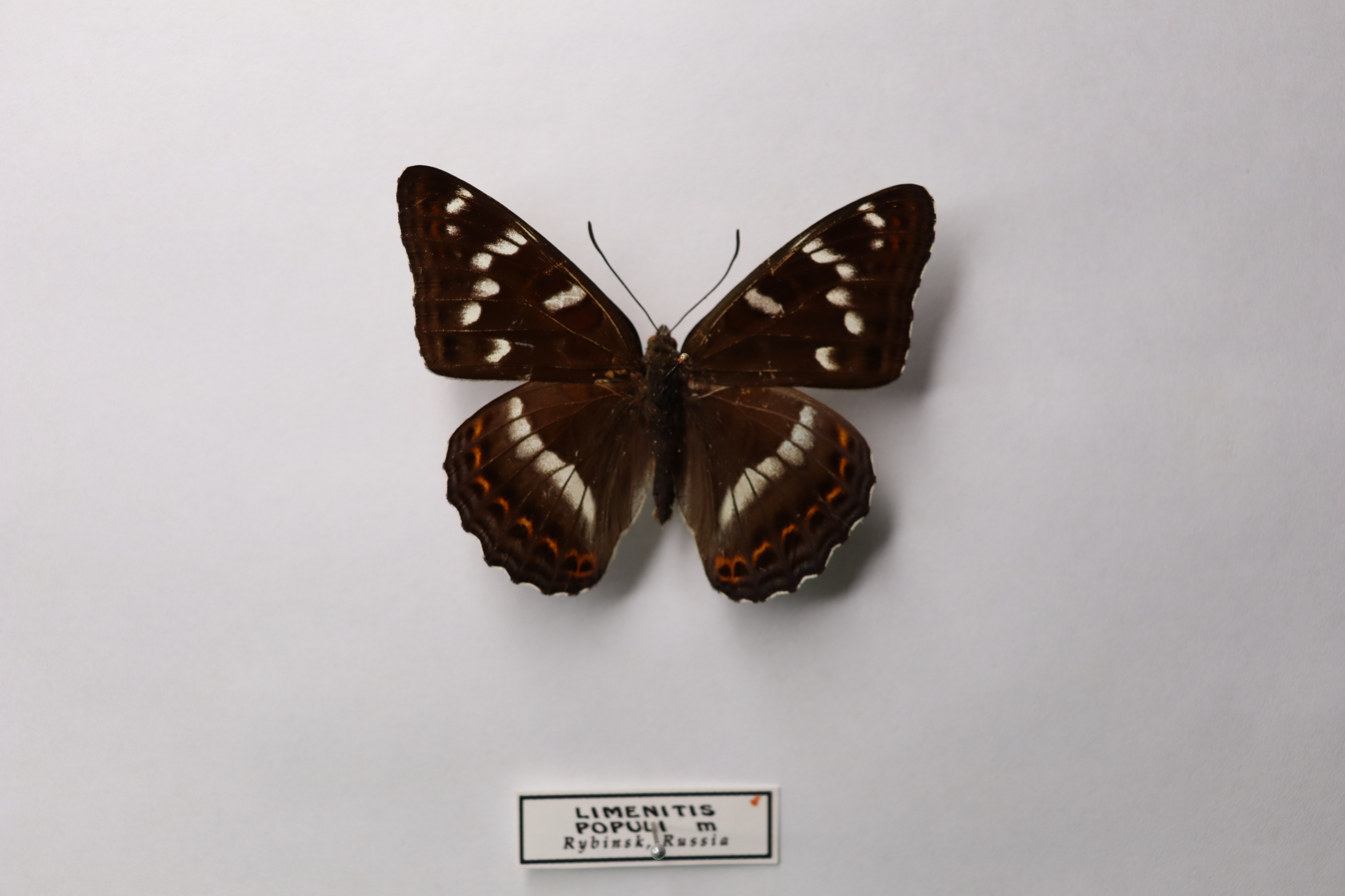 Ленточник тополевый (Limenitis populi) 