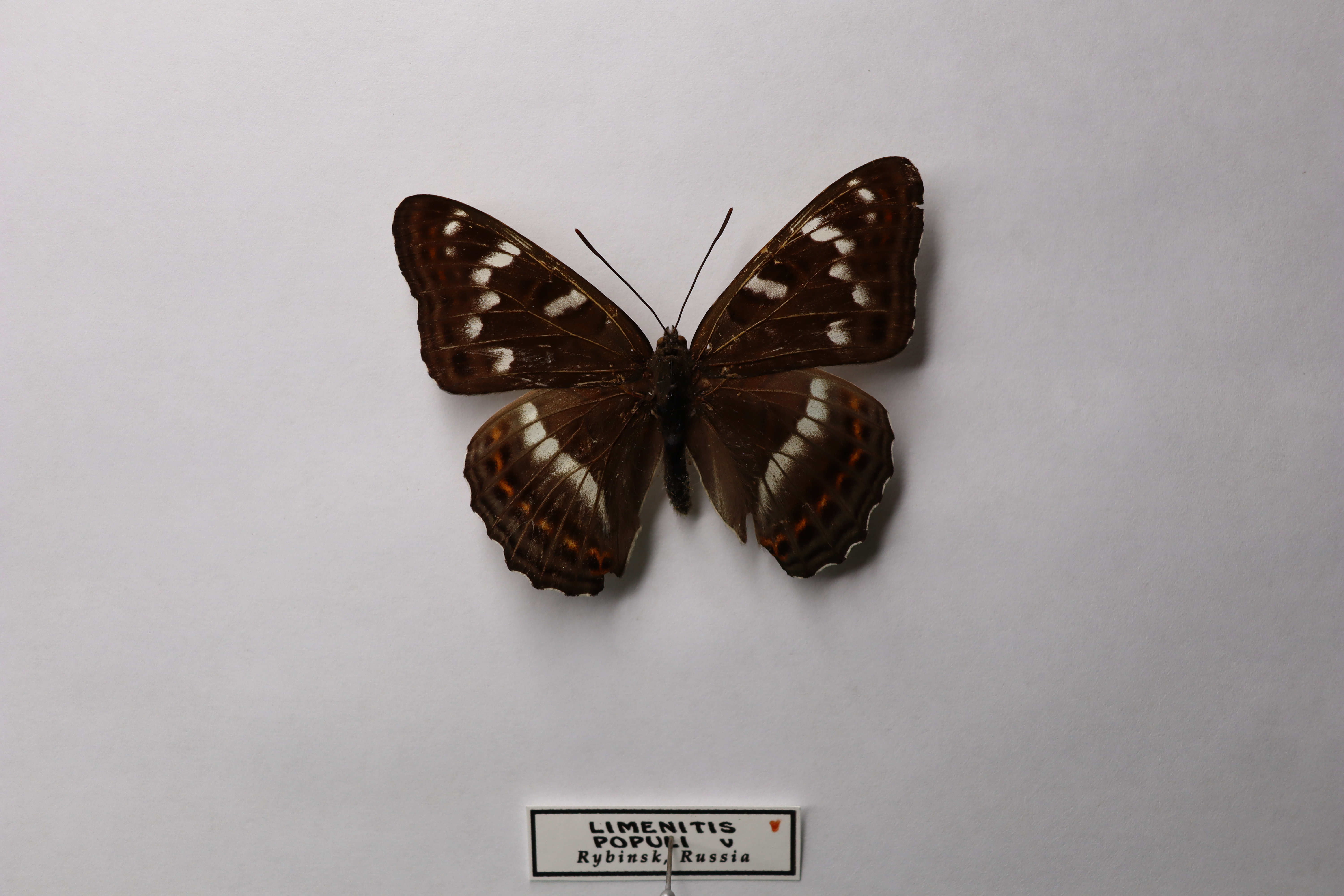 Ленточник тополёвый ( Limenitis populi )