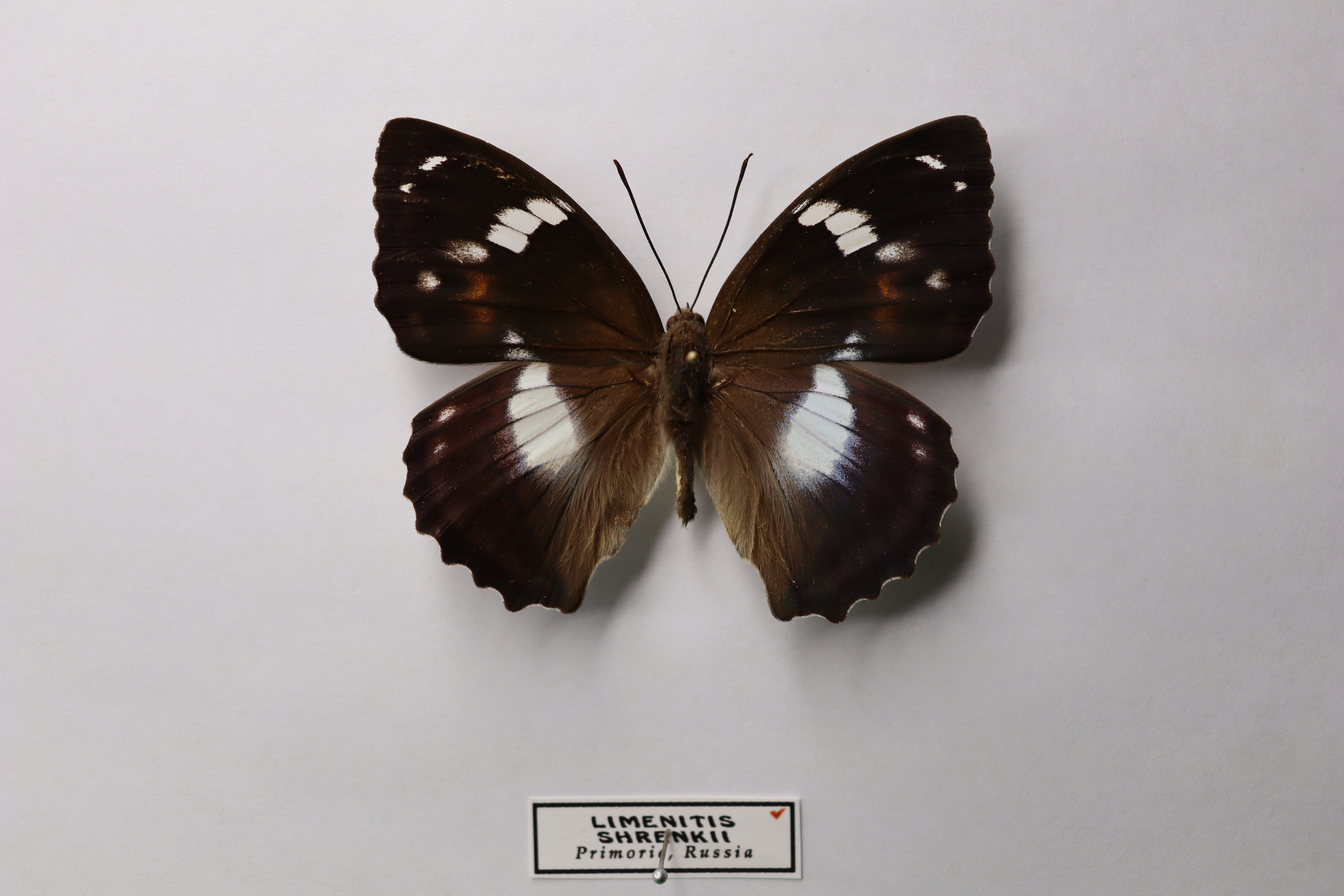 Переливница Шренка (лат. Amuriana schrenckii , син. Limenitis shrenckii ) 
