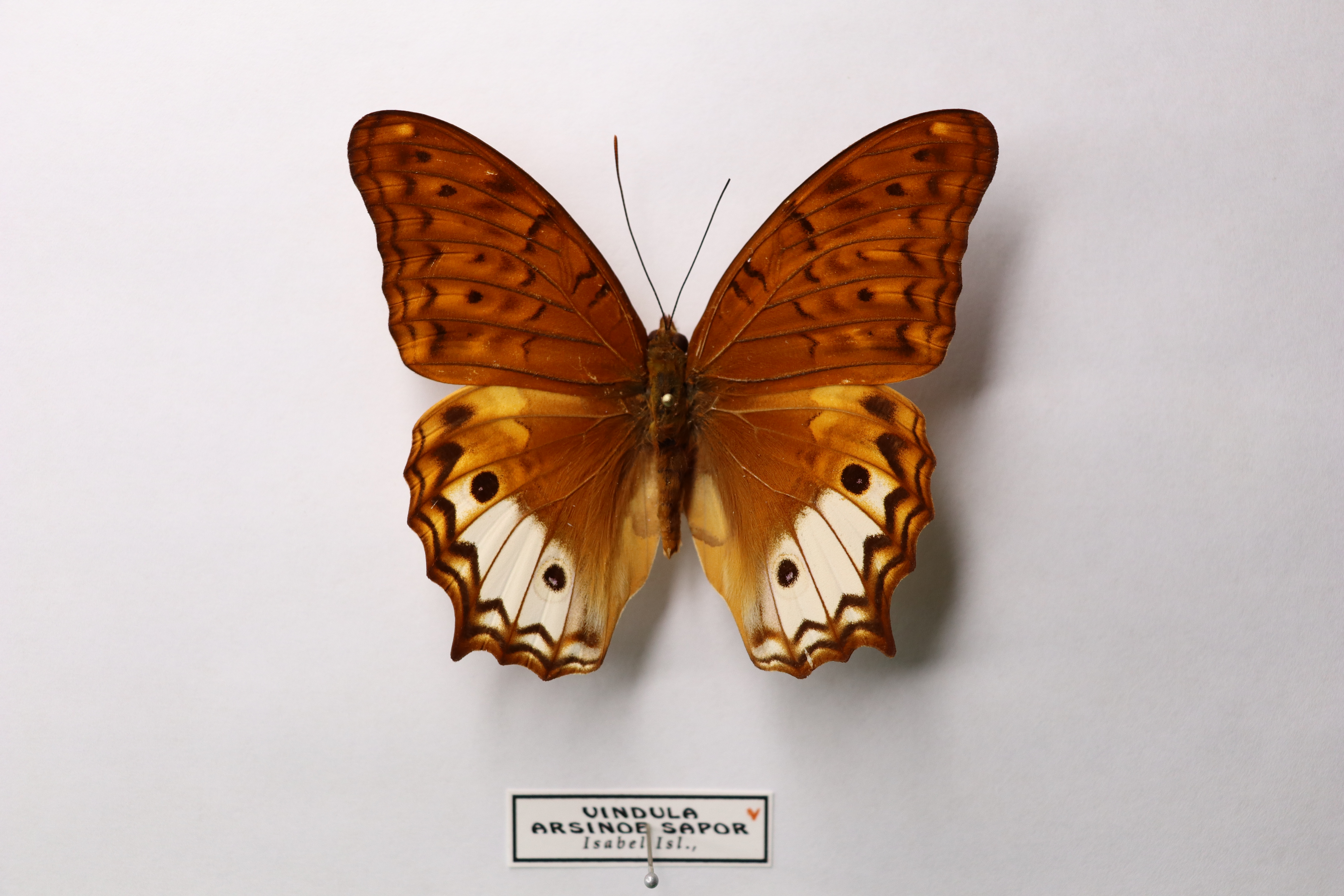 Vindula arsinoe sapor (остров Санта-Исабель)