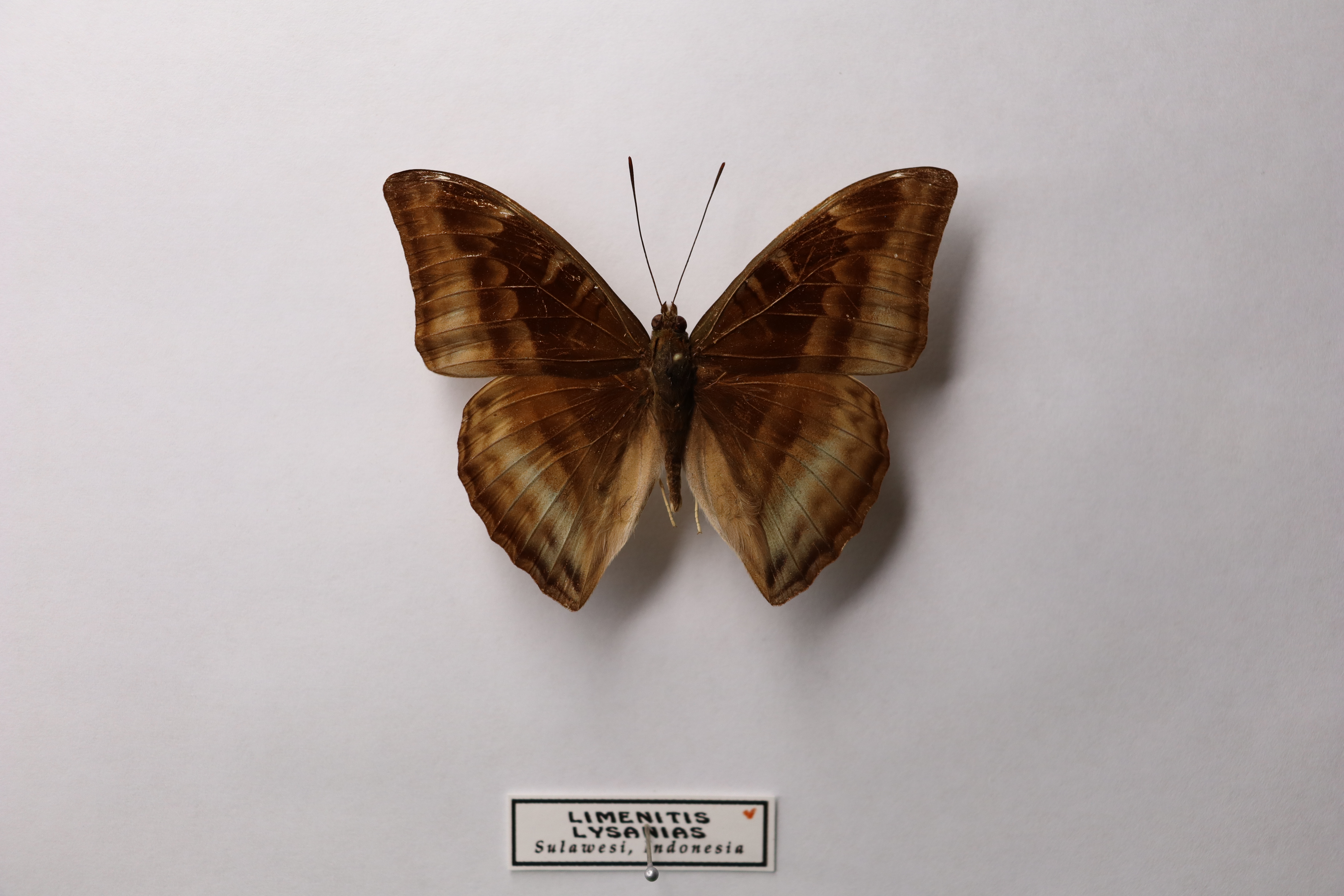 Limenitis lysanias Sulawesi, Индонезия
