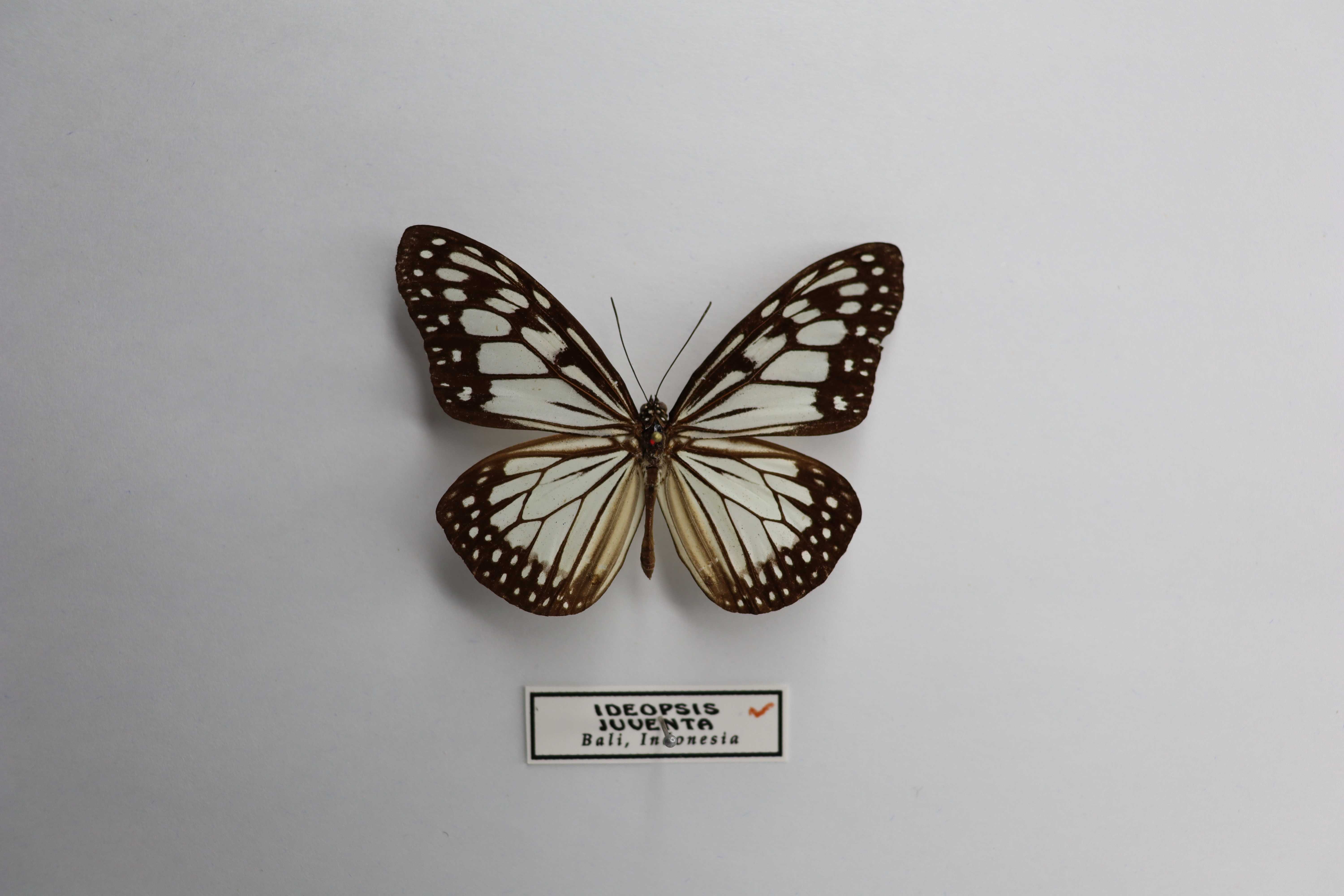 Ideopsis juventa