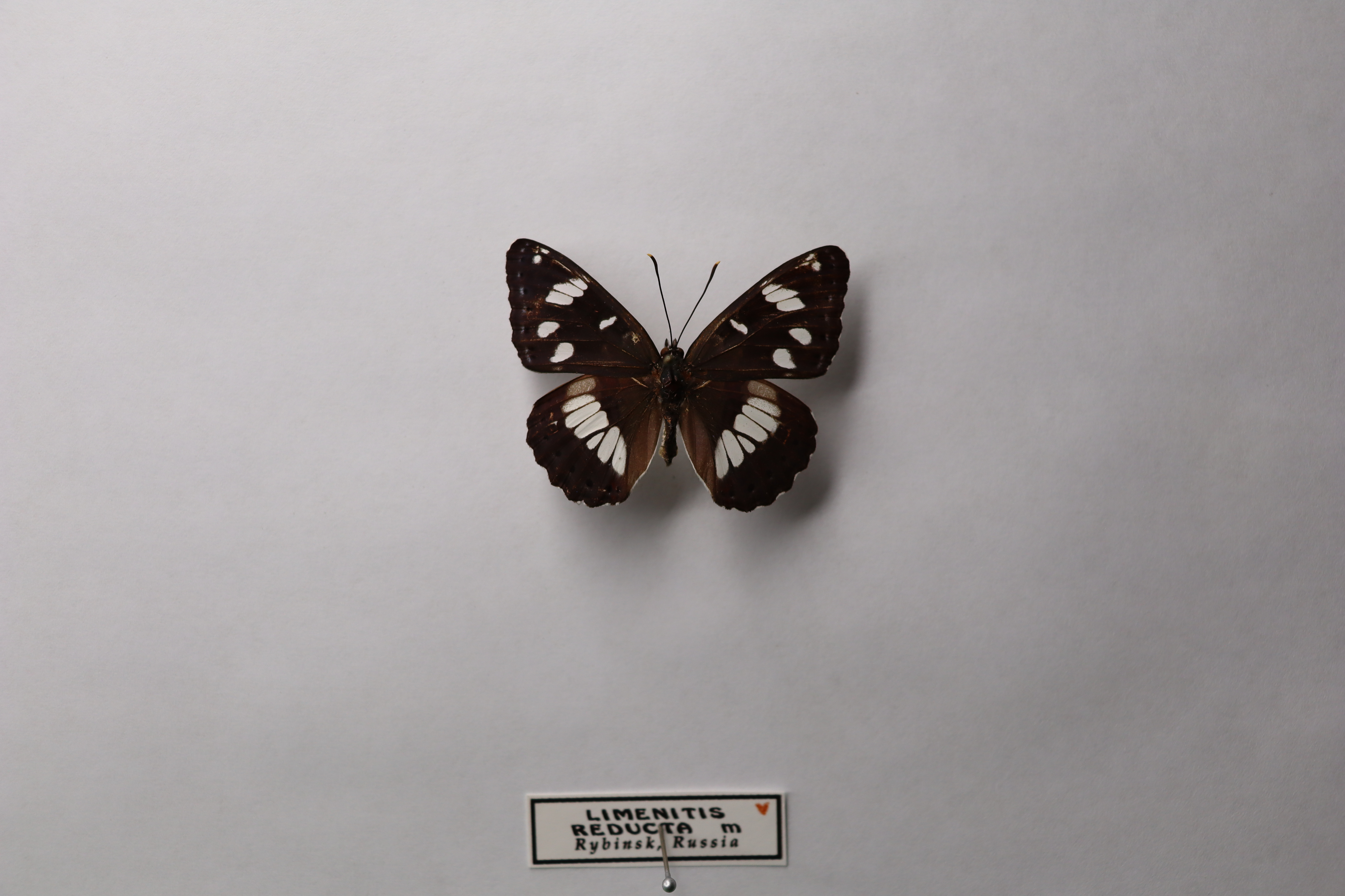 Ленточник голубоватый (лат. Limenitis reducta) 