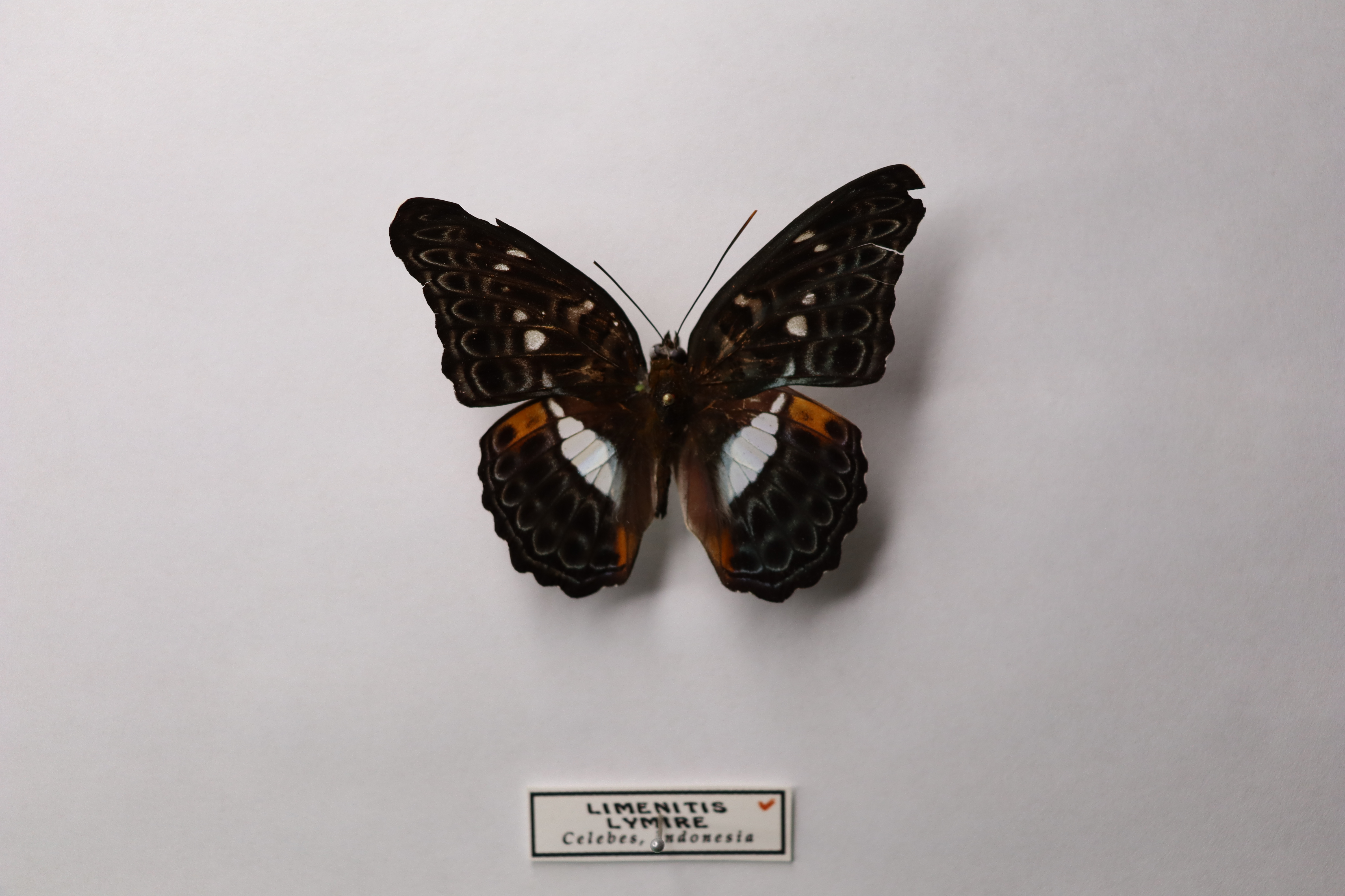 Limenitis lymire Целебес Индонезия