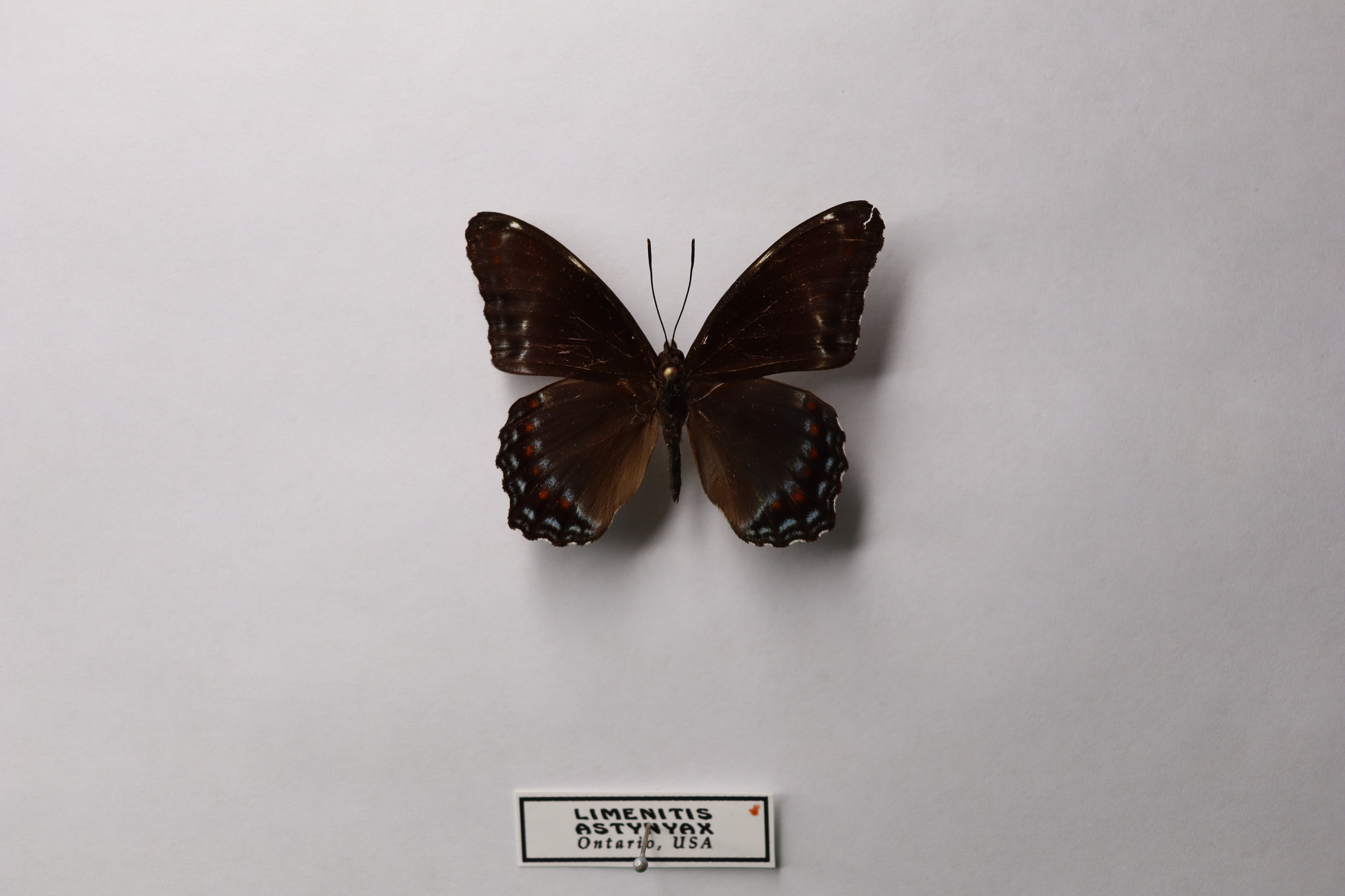Ленточник Limenitis astynyax (известный как краснопятнистый ленточник)