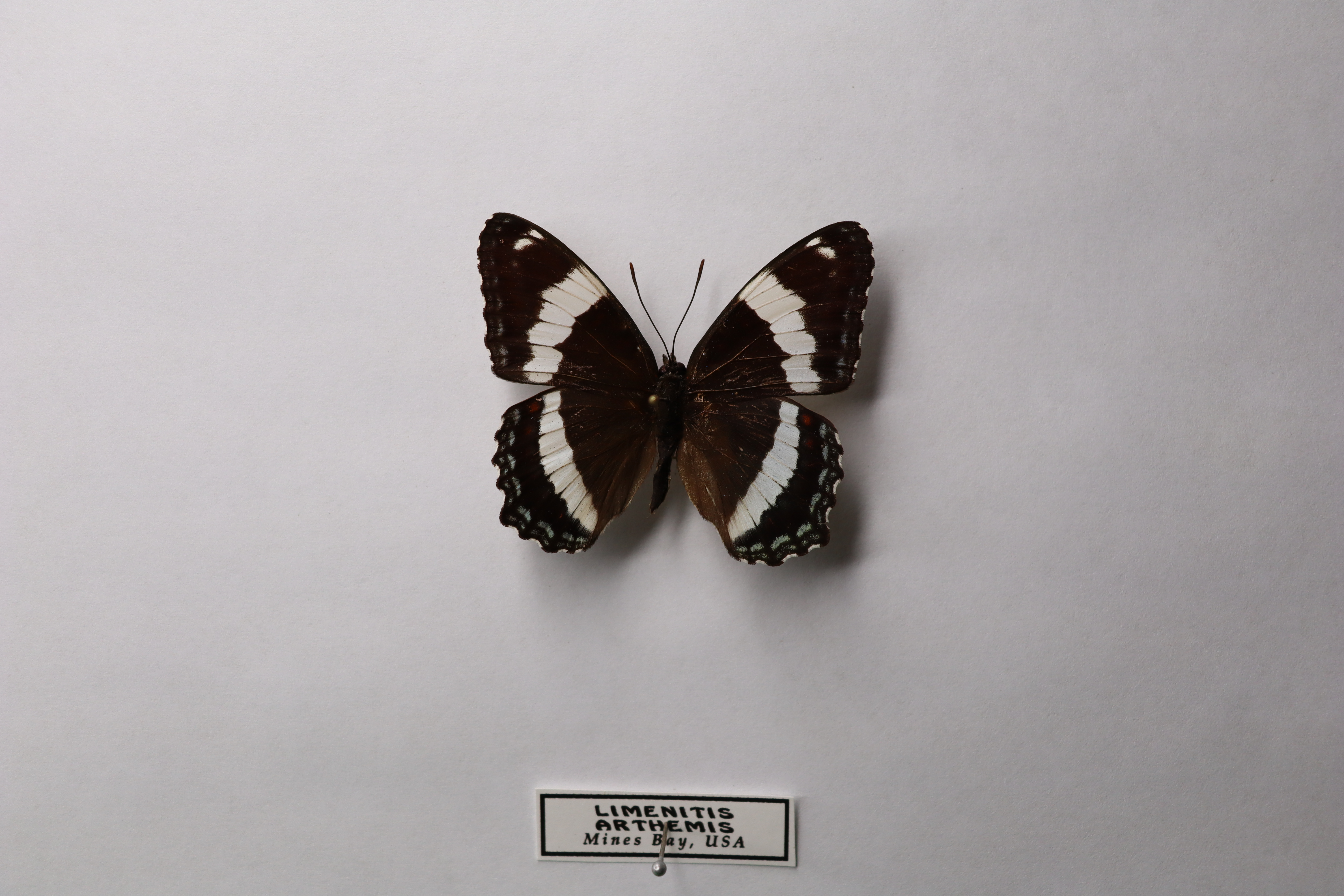 Лименит артемис астианакс(Limenitis arthemis Майнс Бэй, США)