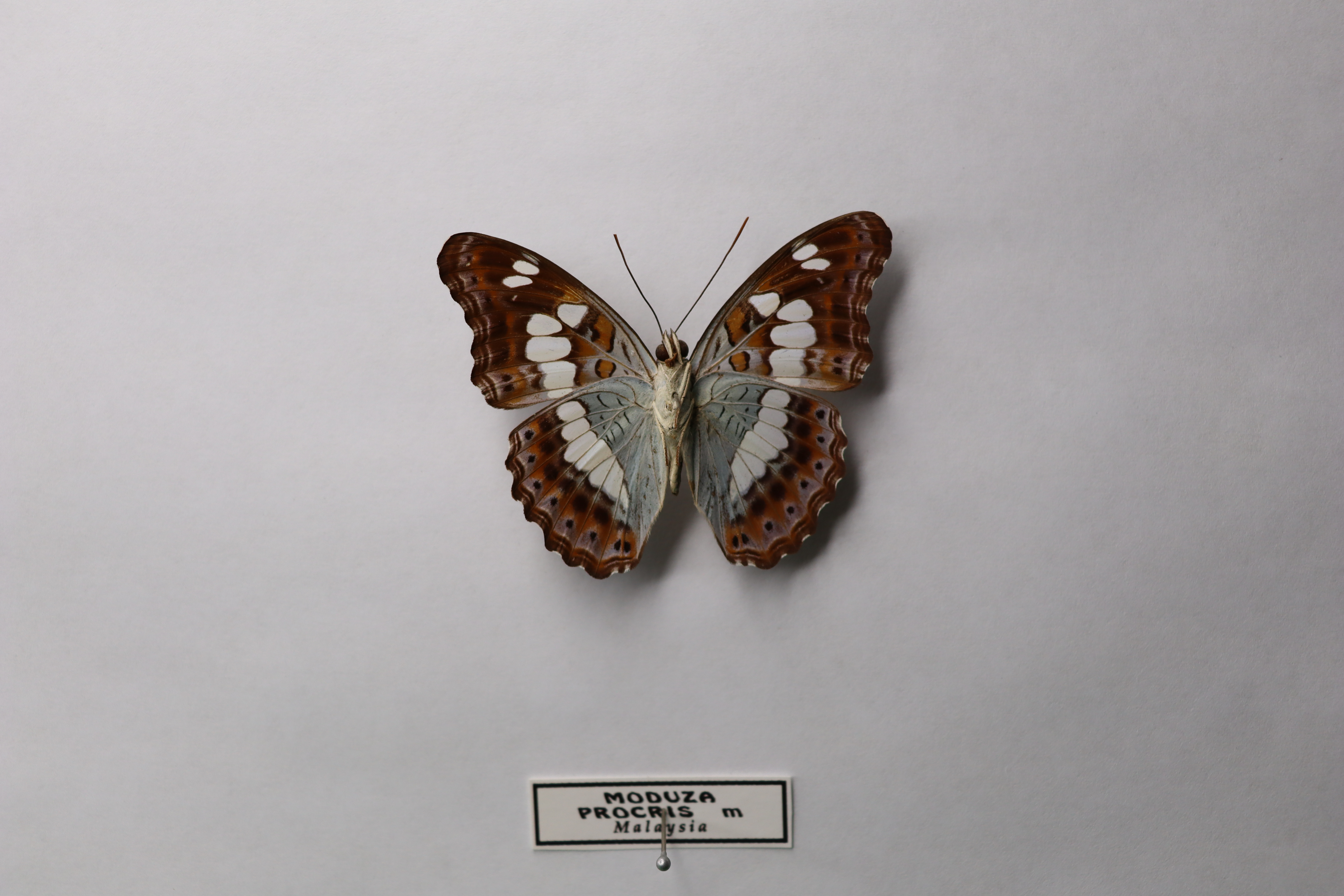Moduza procris milonia Malaysia (Бабочка-командир)