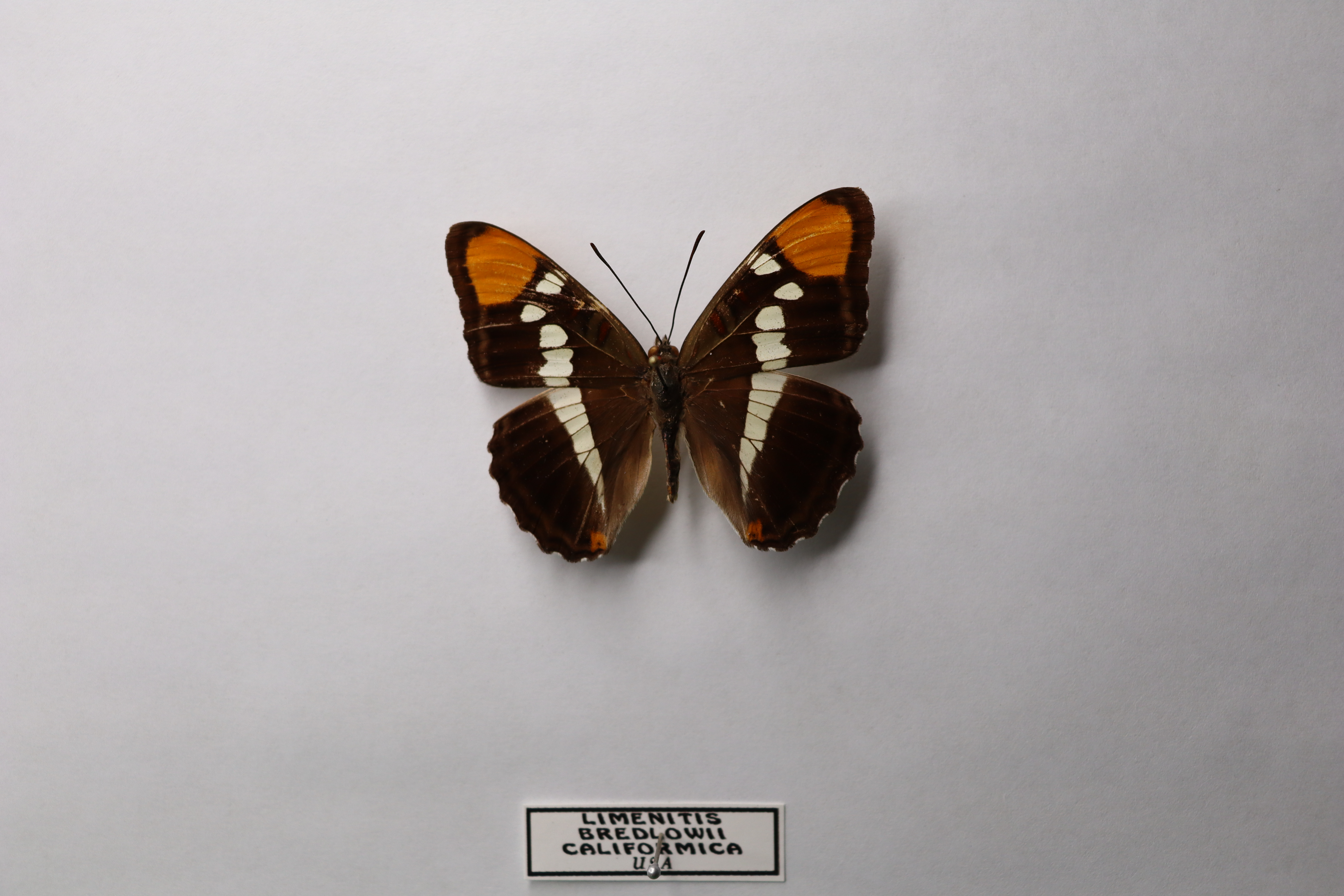 Калифорнийская сестра (Limenitis bredowii californica)
