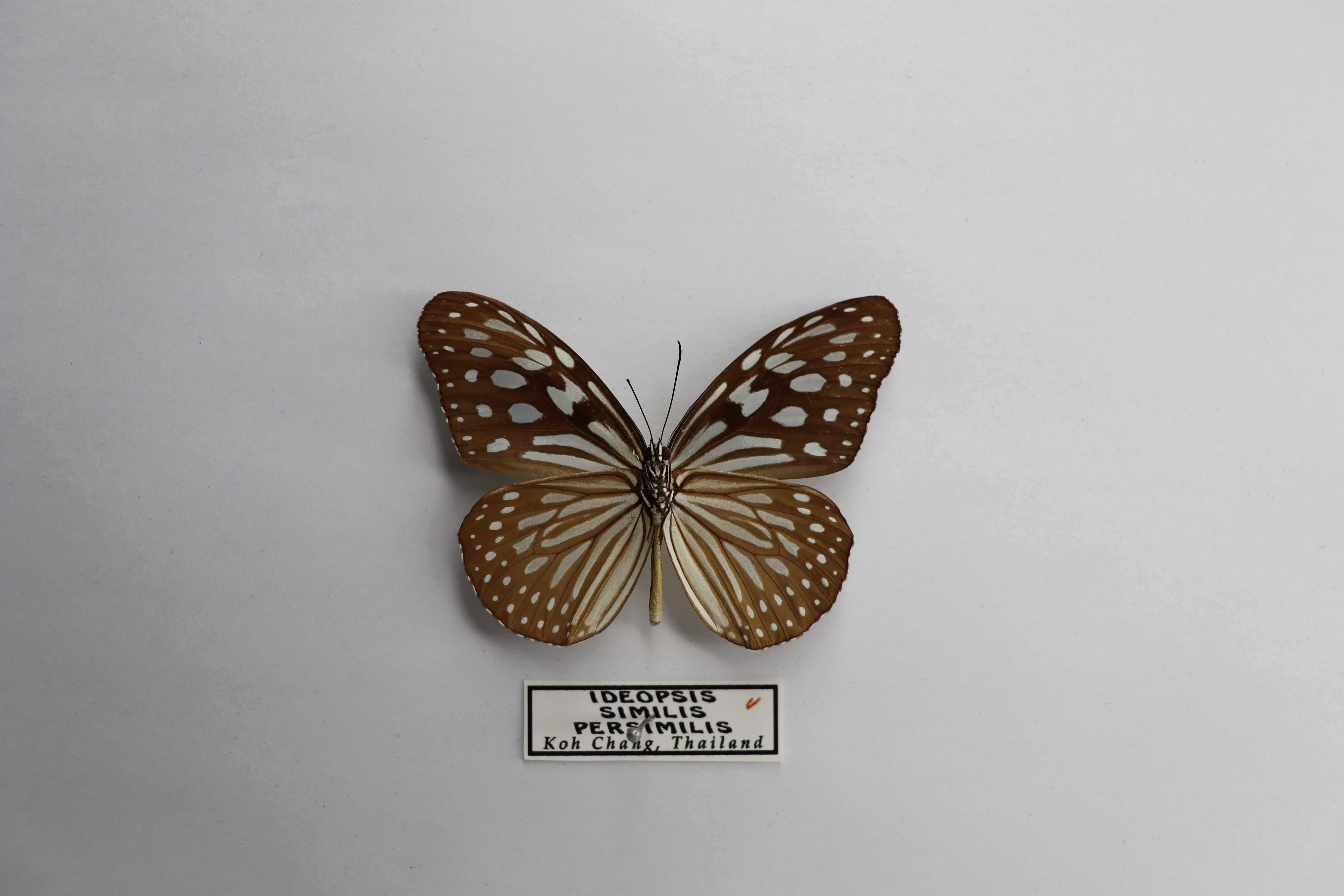 Ideopsis similis persimilis