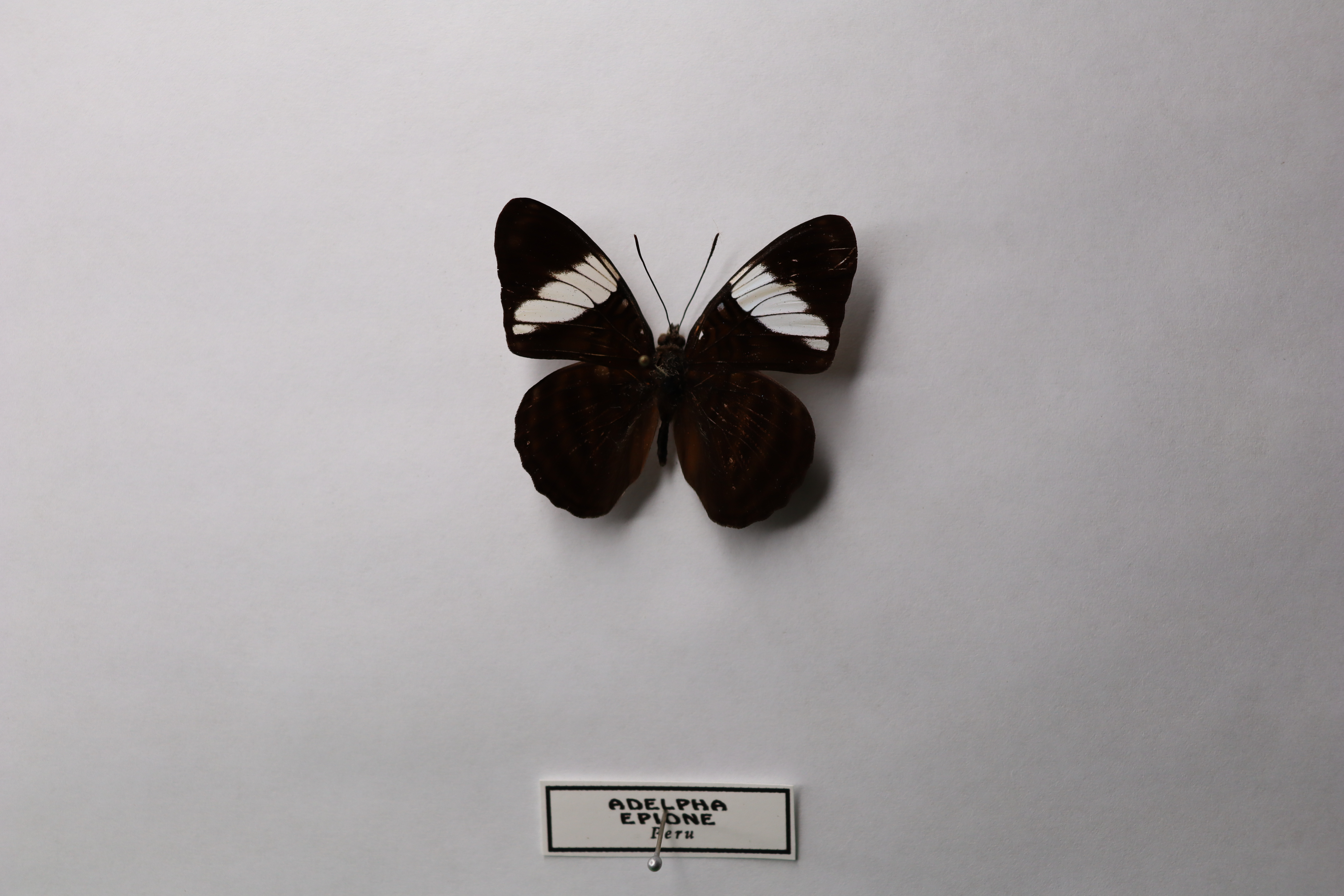 Adelpha epione (Белополосая сестра) 