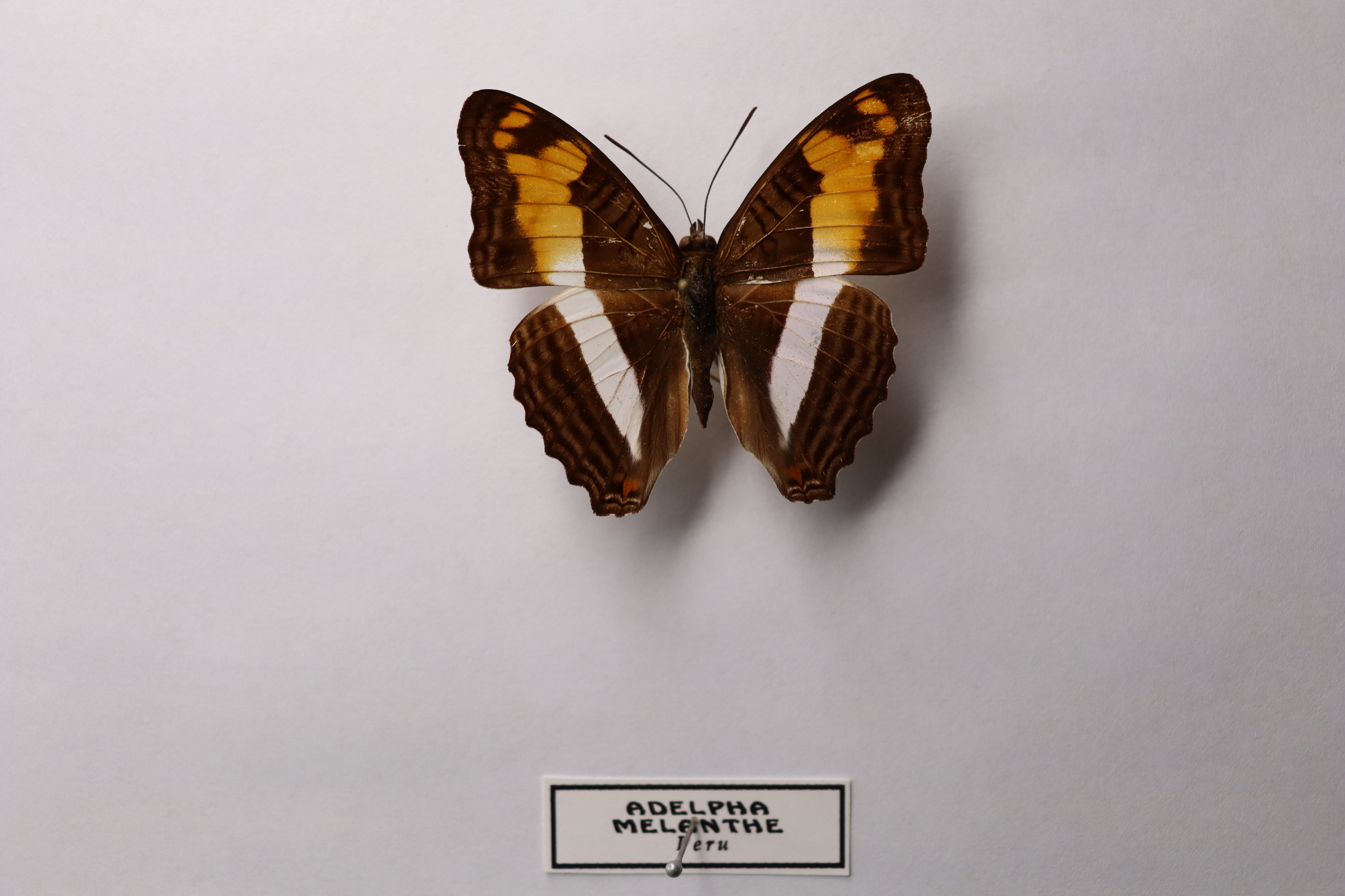 Adelpha melanthe