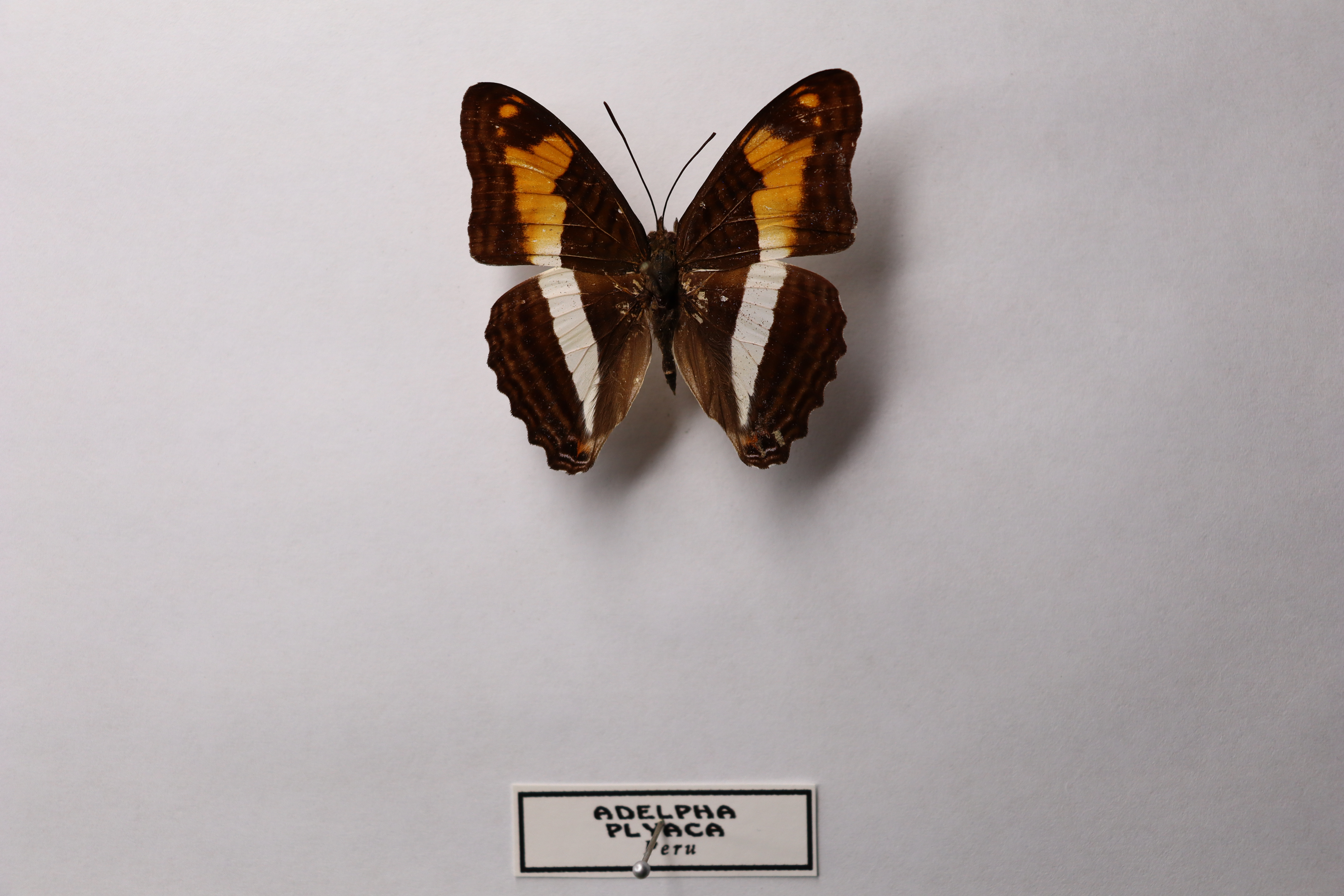 Adelpha phylaca