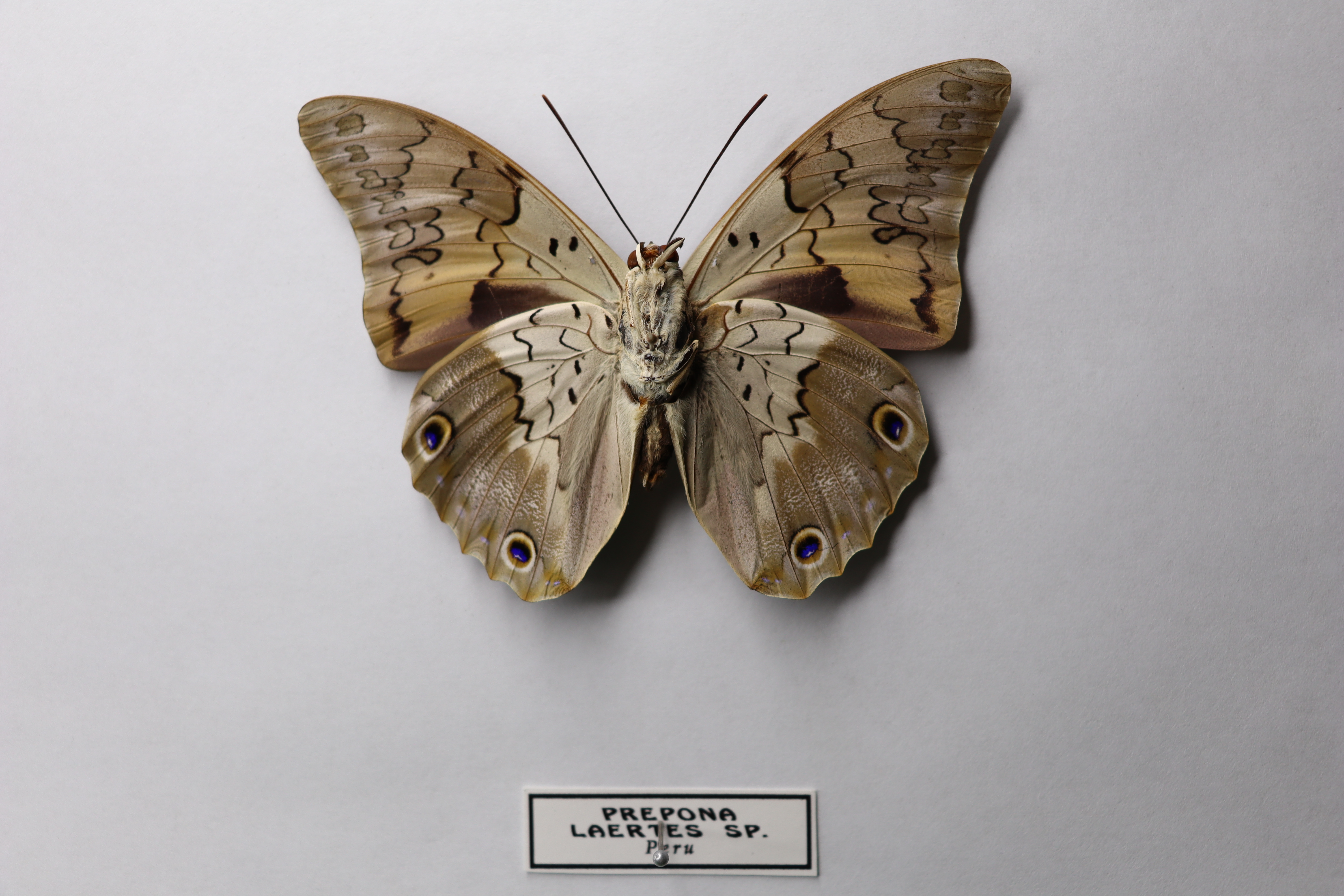 Prepona laertes (ssp. Peru)