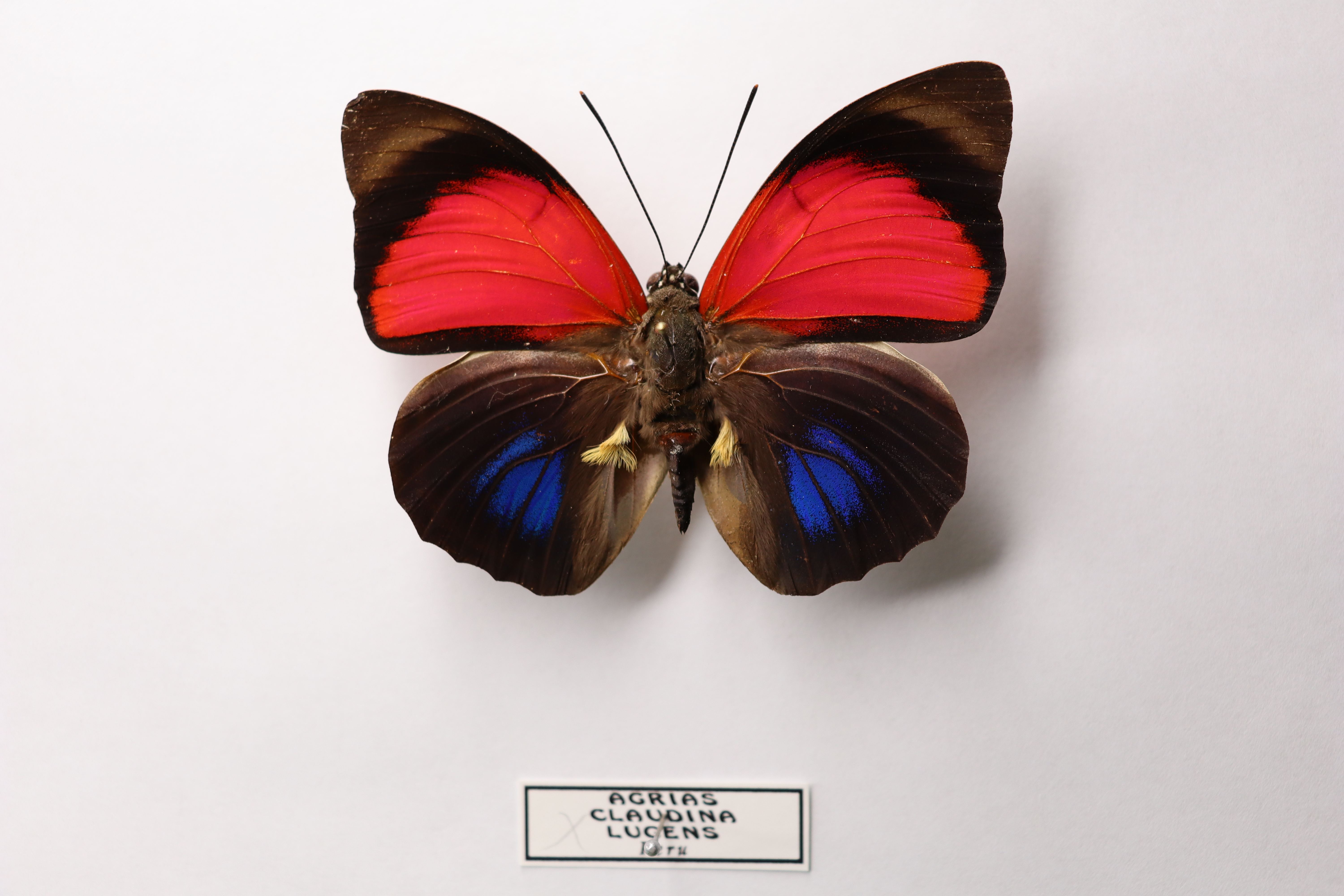 Agrias claudina lugens peru