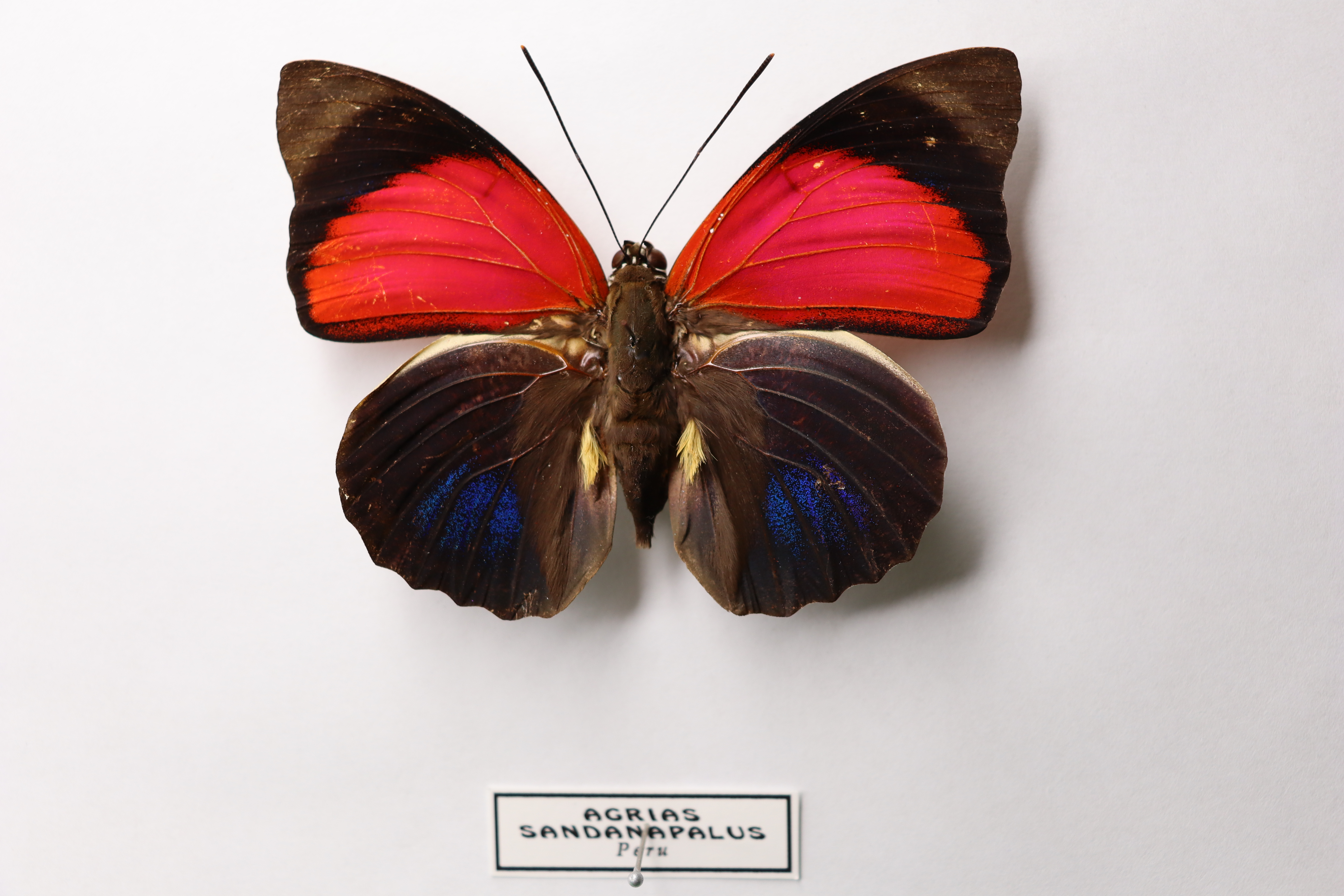 Agrias claudina sardanapalus