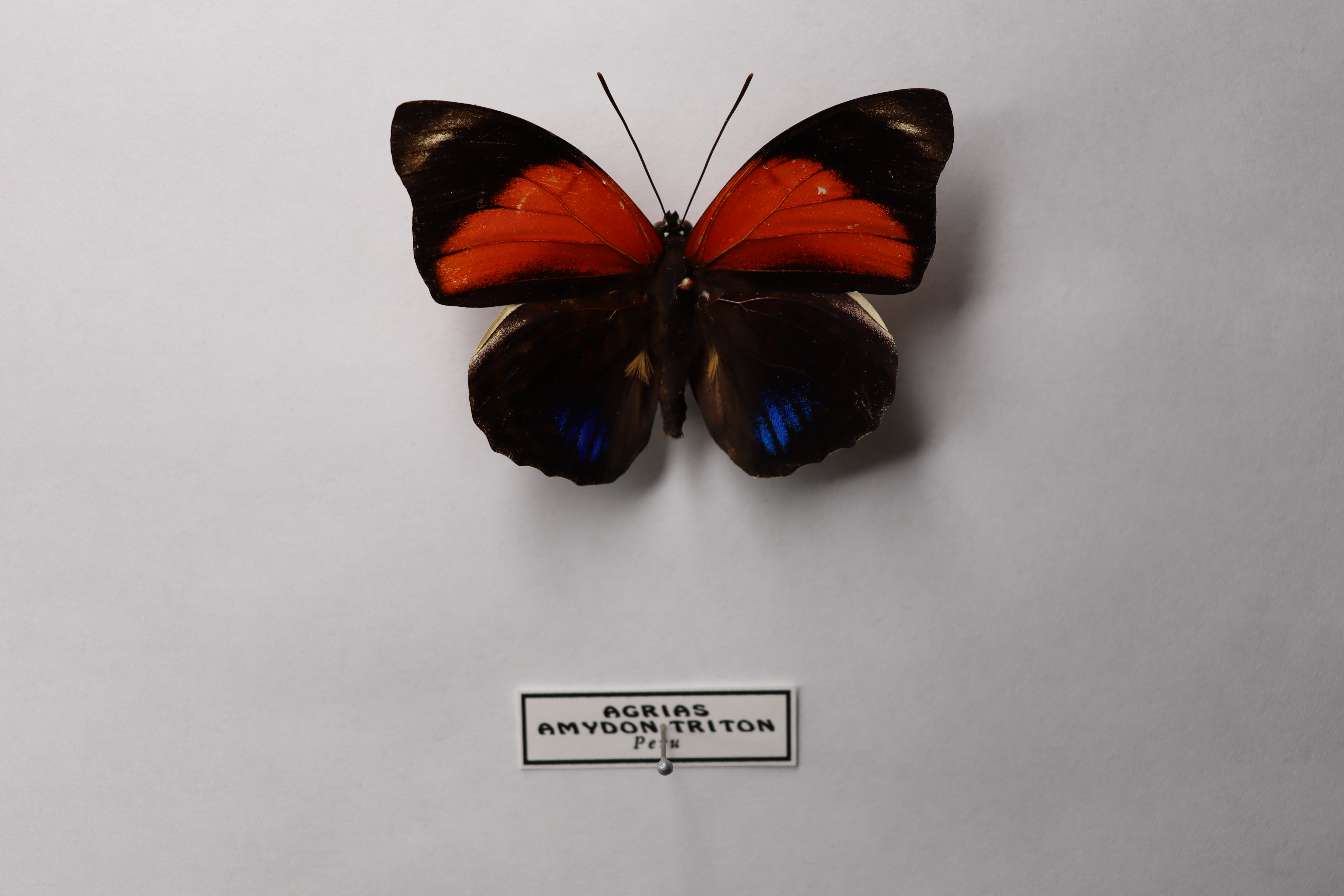 Agrias amydon triton