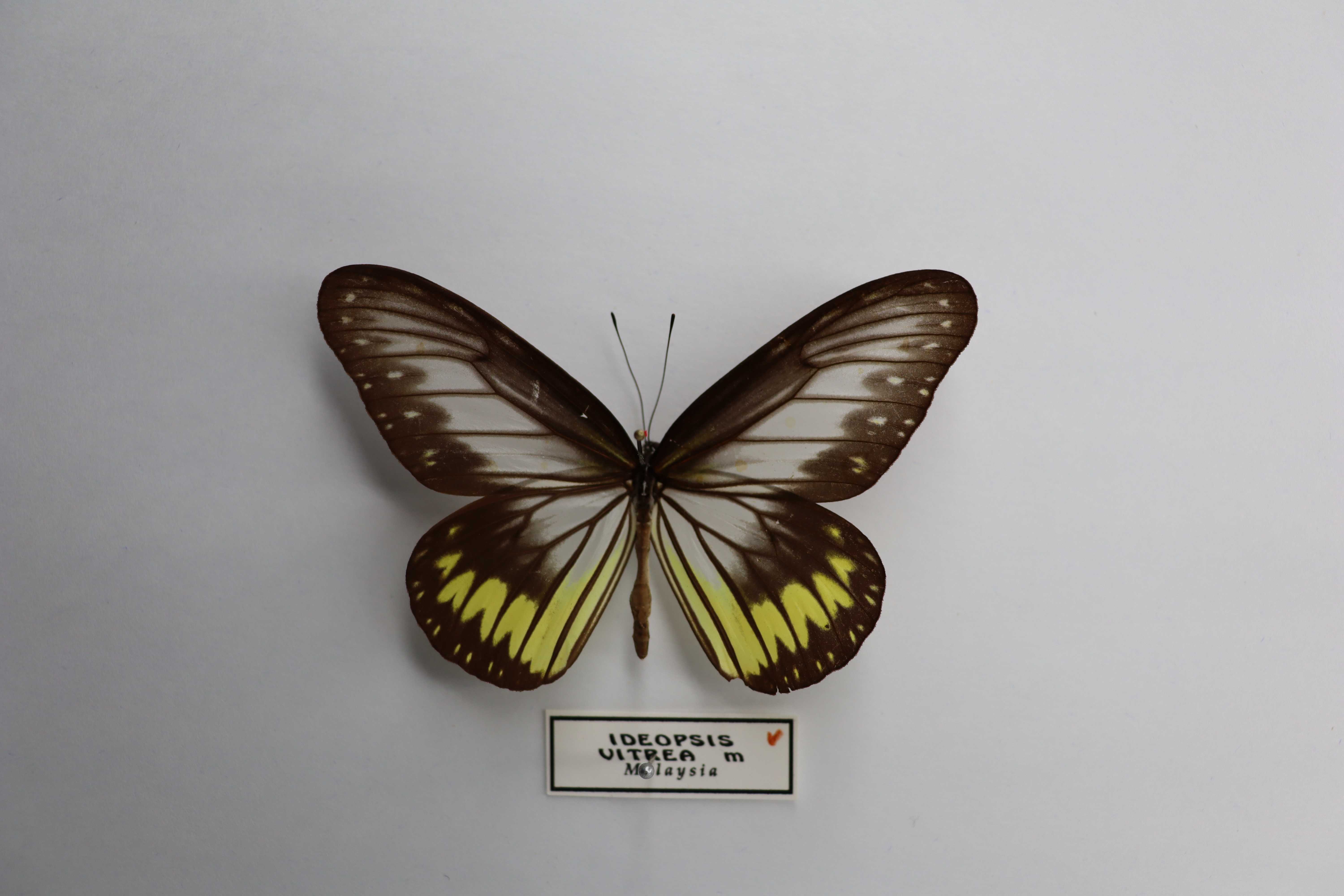 Ideopsis vitrea