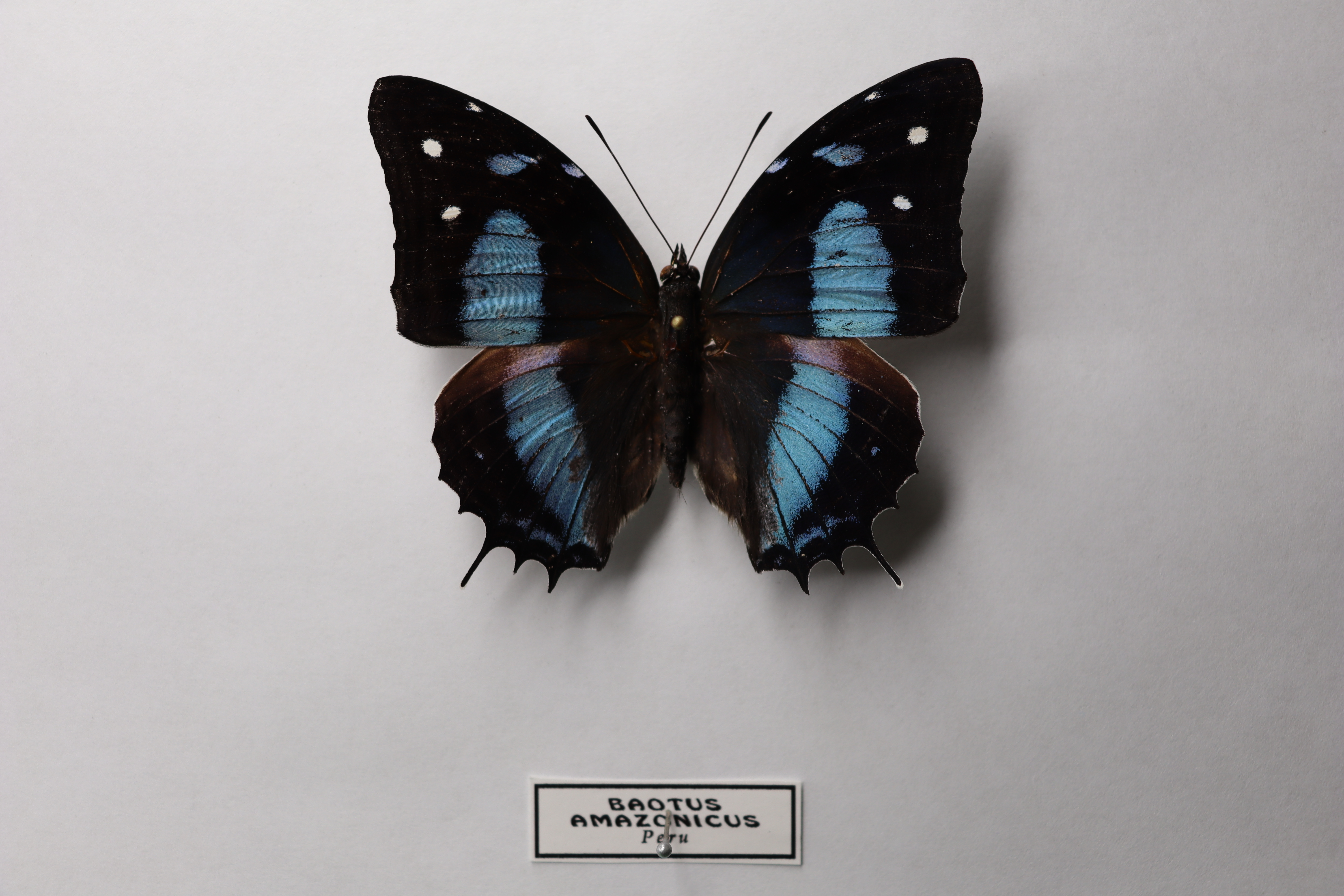Baeotus amazonicus