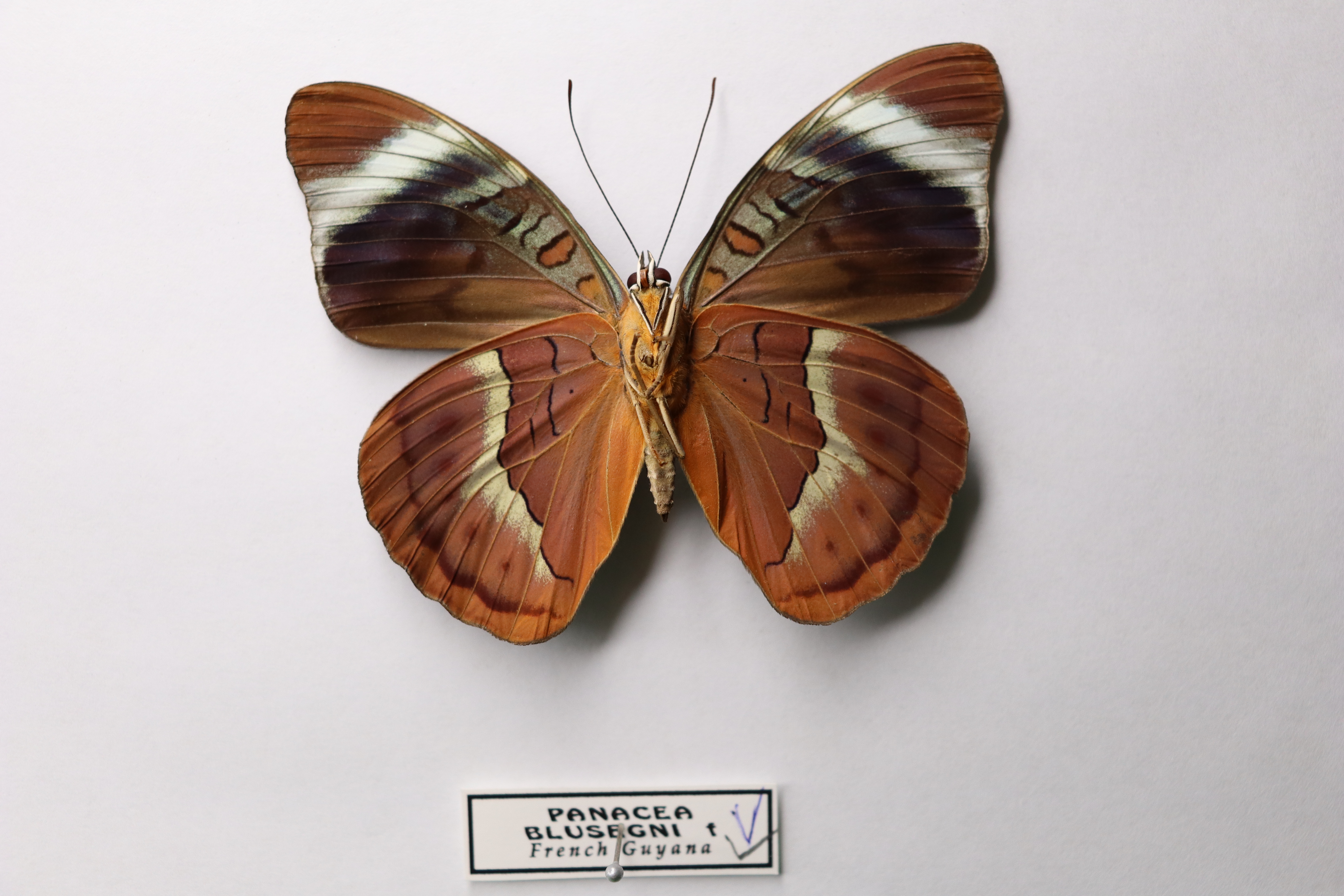 Panacea bleuzeni