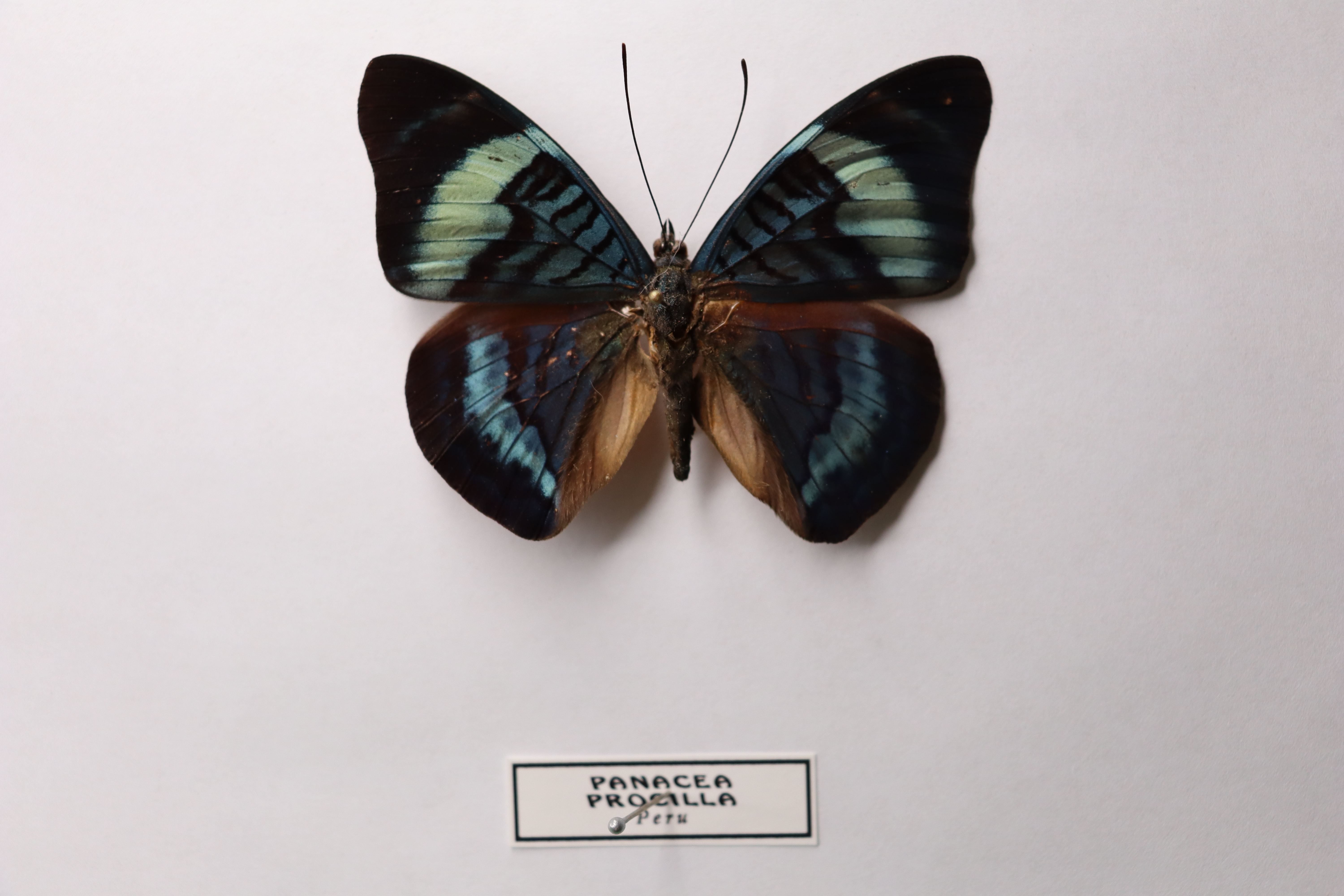 Panacea procilla