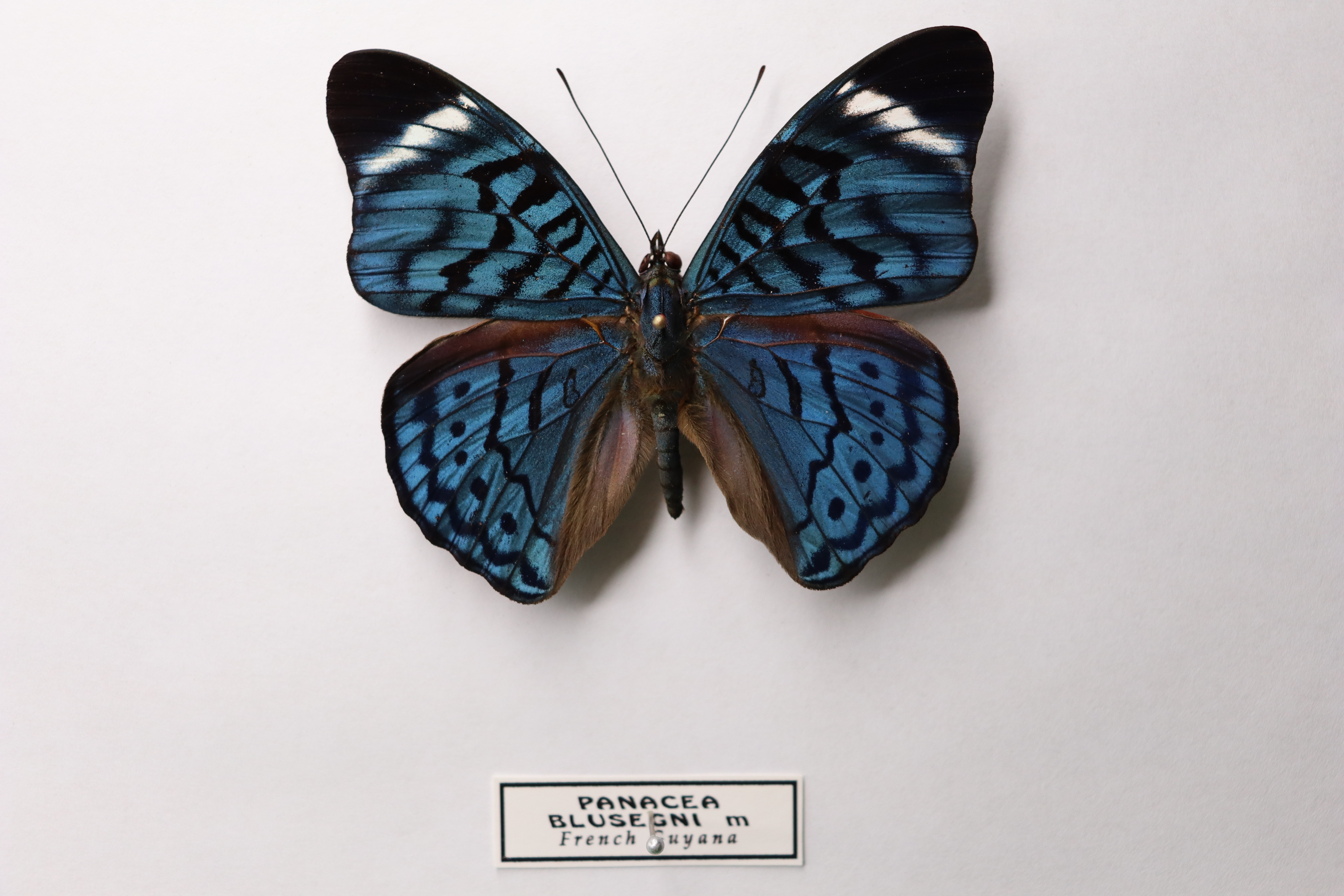 Panacea bleuzeni 