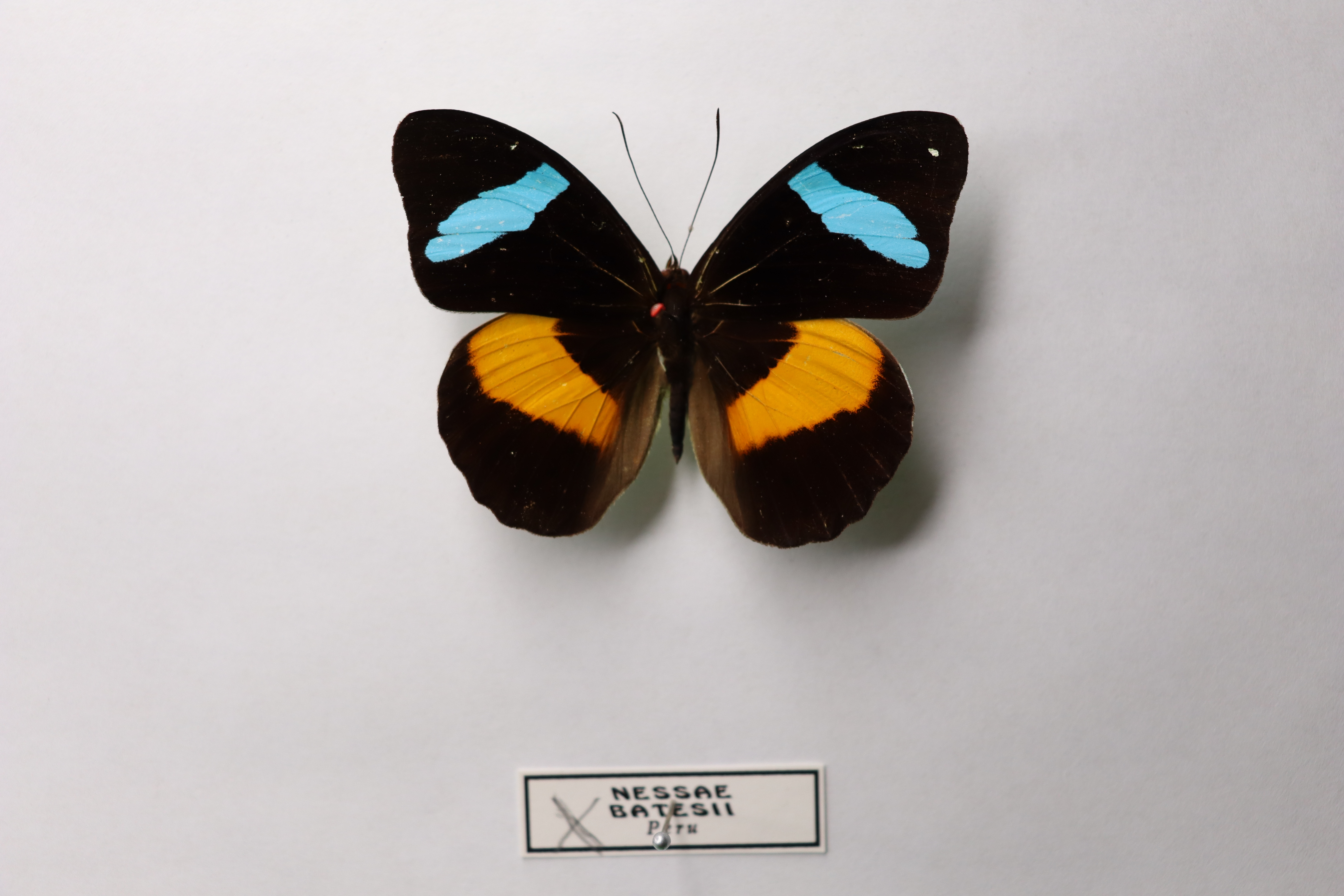 Nessaea batesii