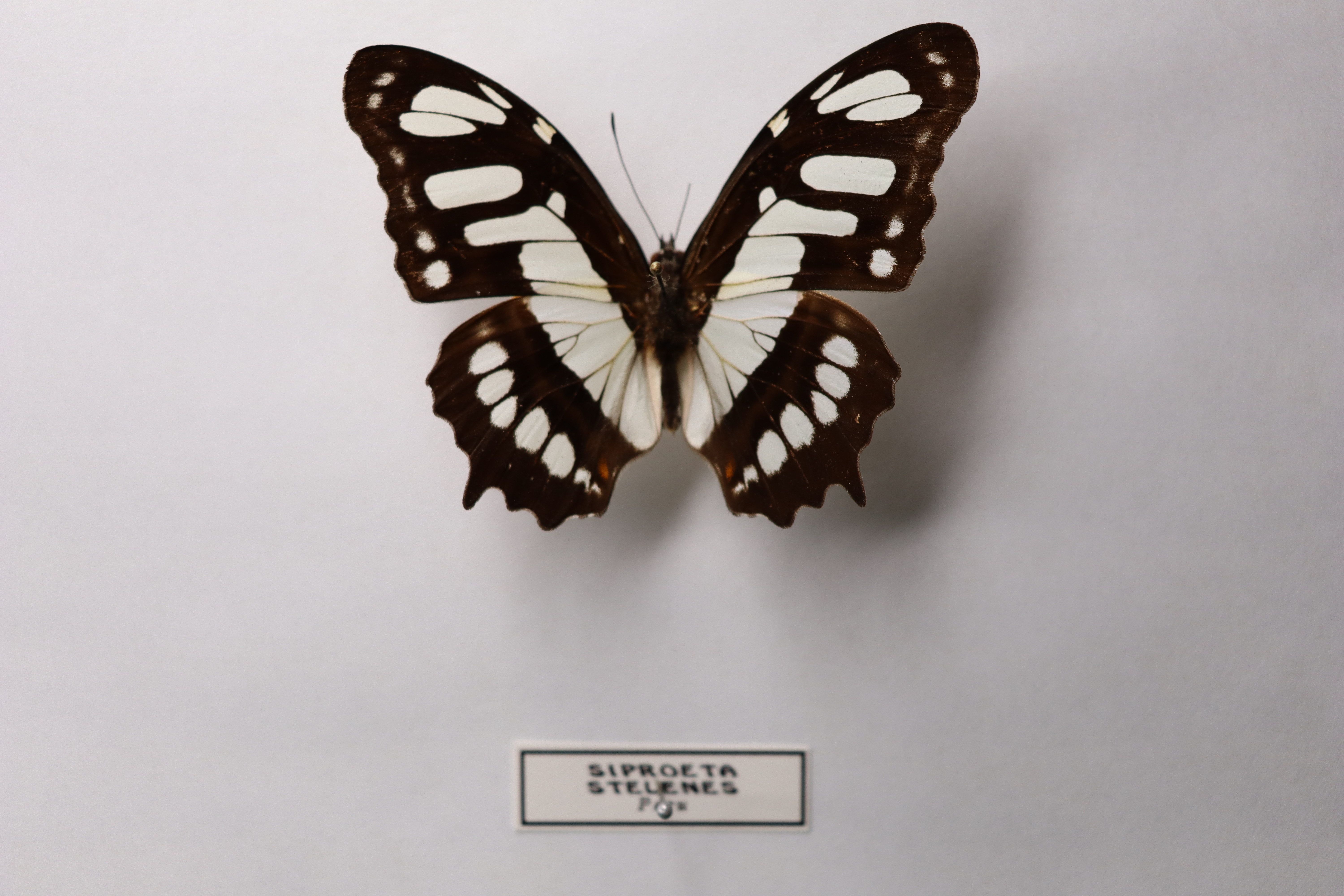 Siproeta stelenes