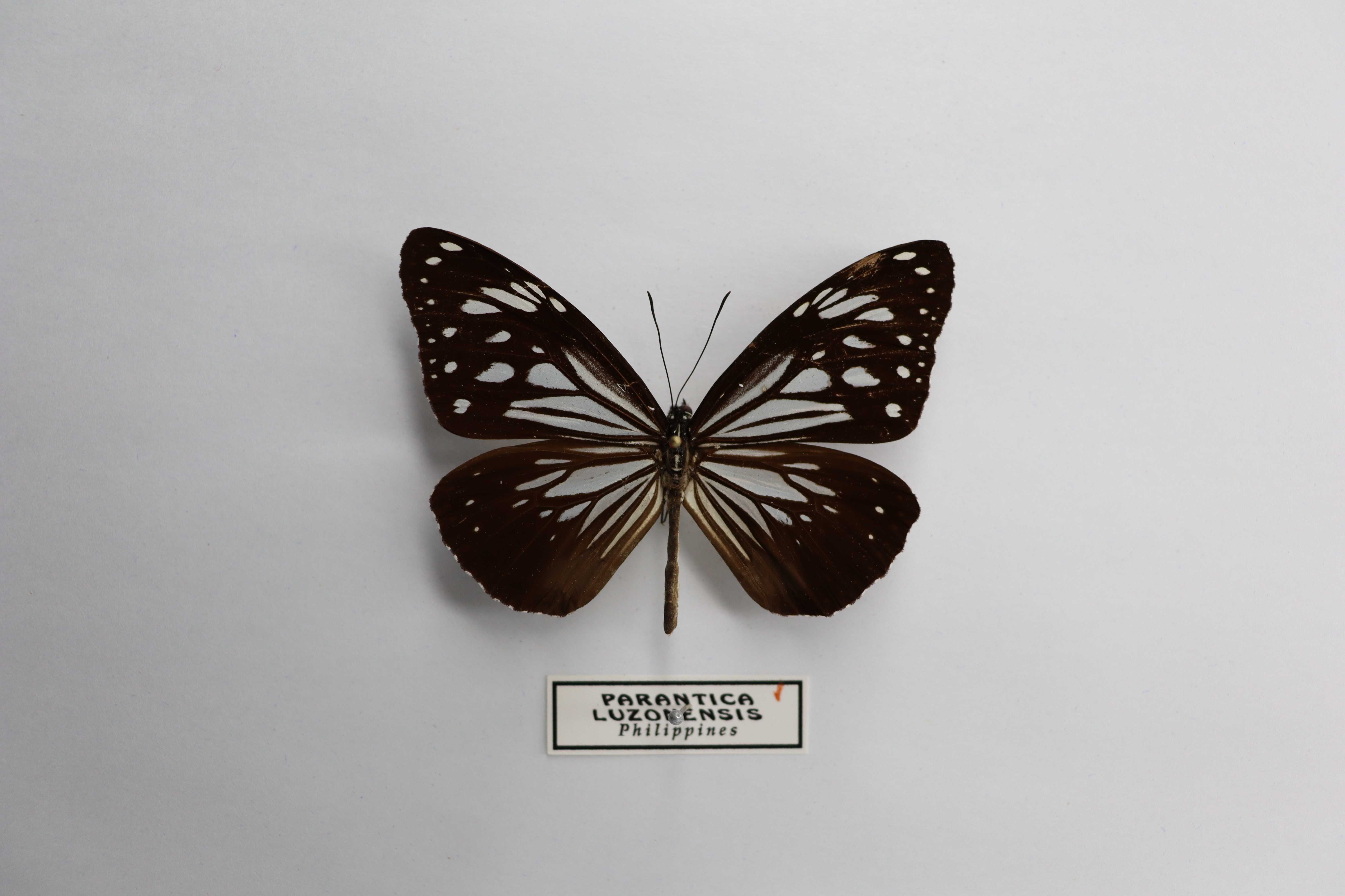 Parantica luzonensis