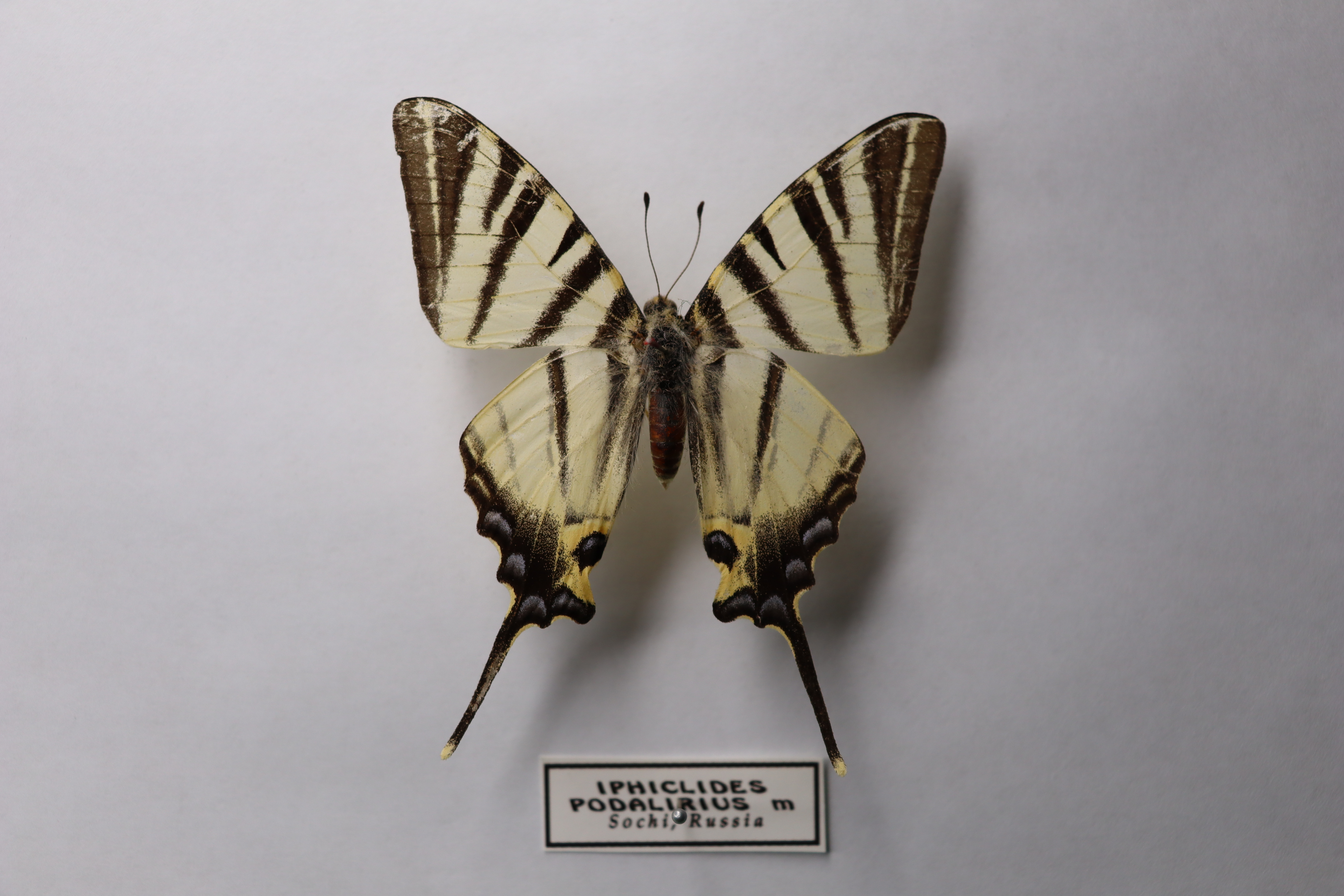 Иклид Подалирий (Iphiclides podalirius) 