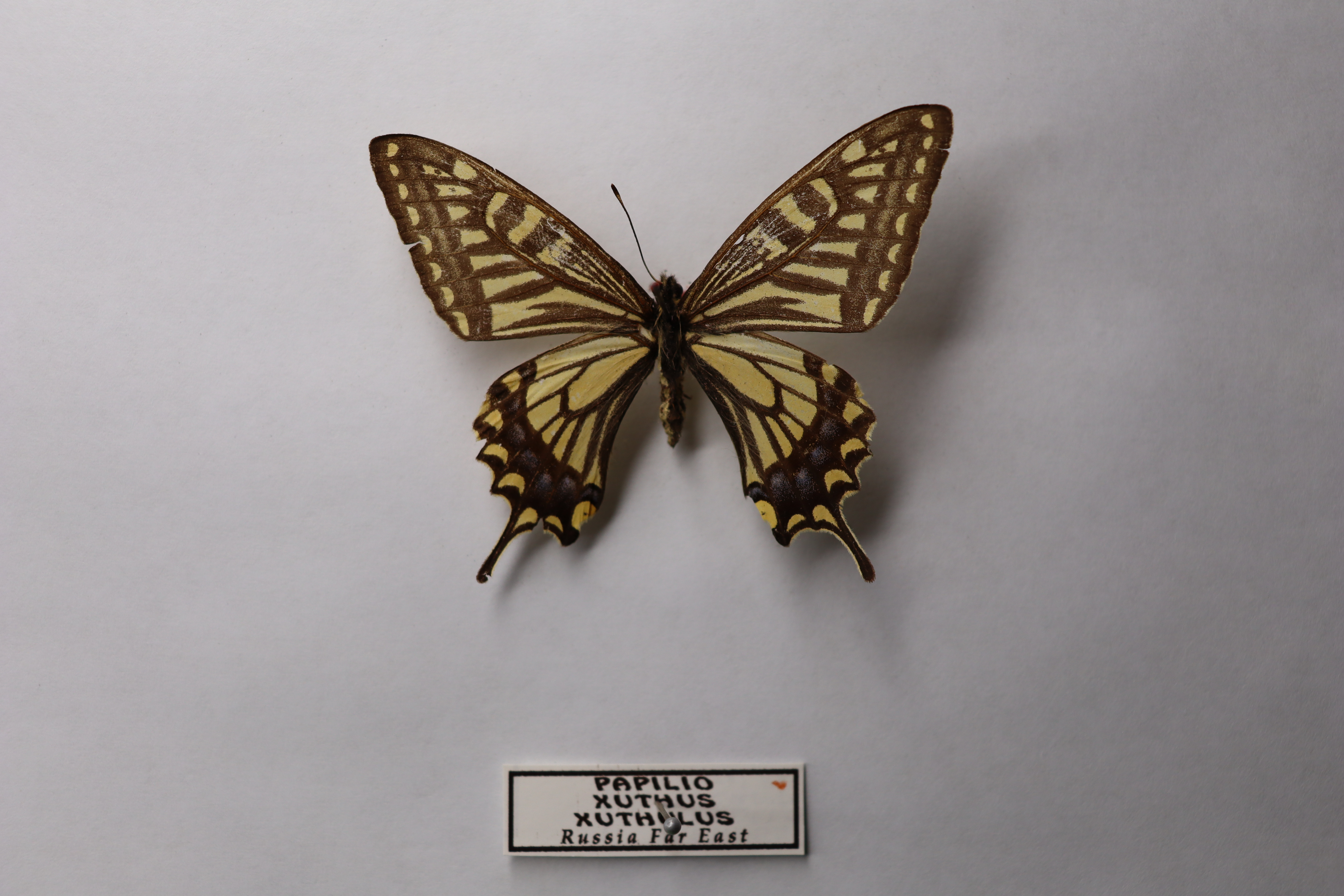 Парусник ксут (подвид Papilio xuthus xuthulus ) 