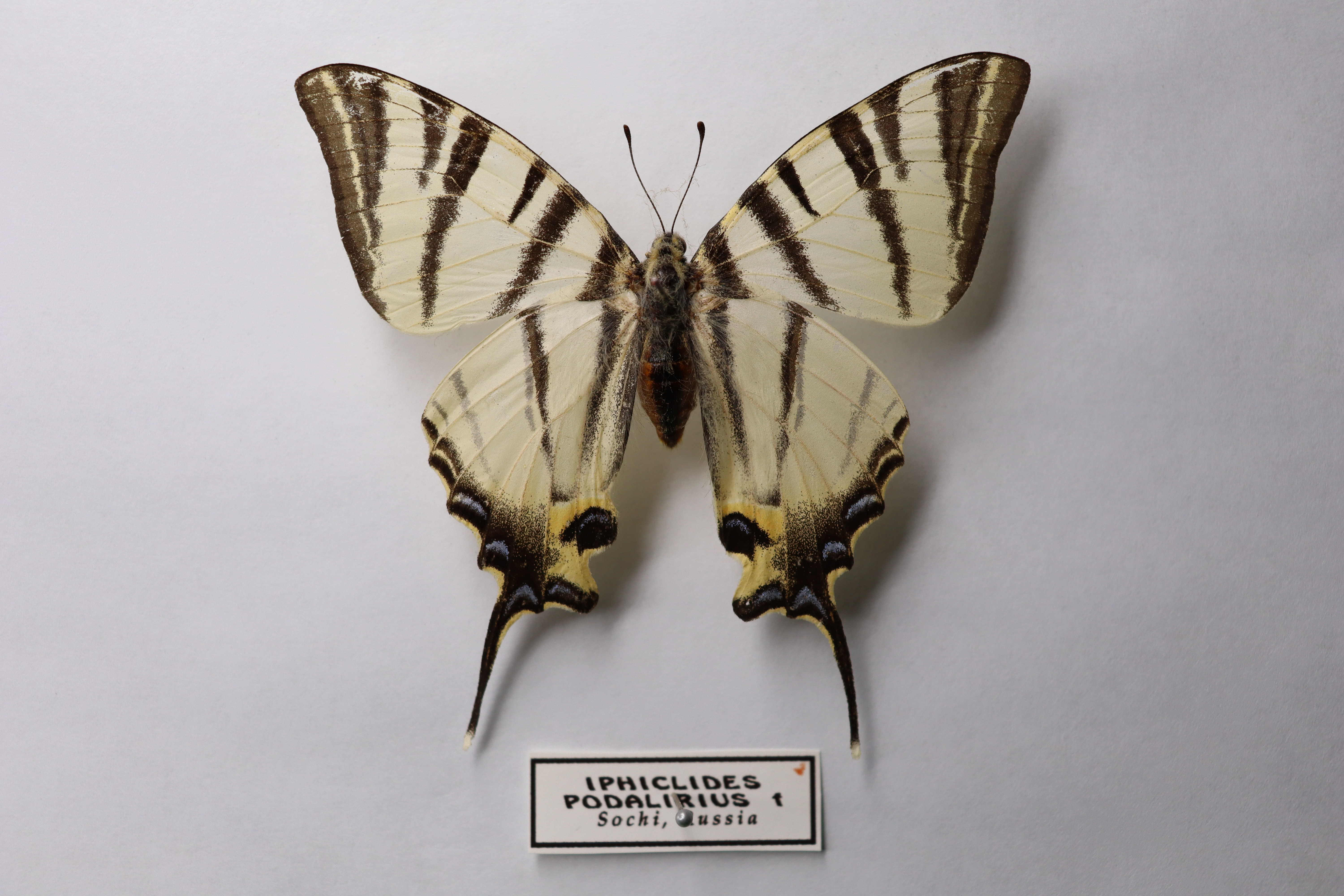 Iphiclides podalirius