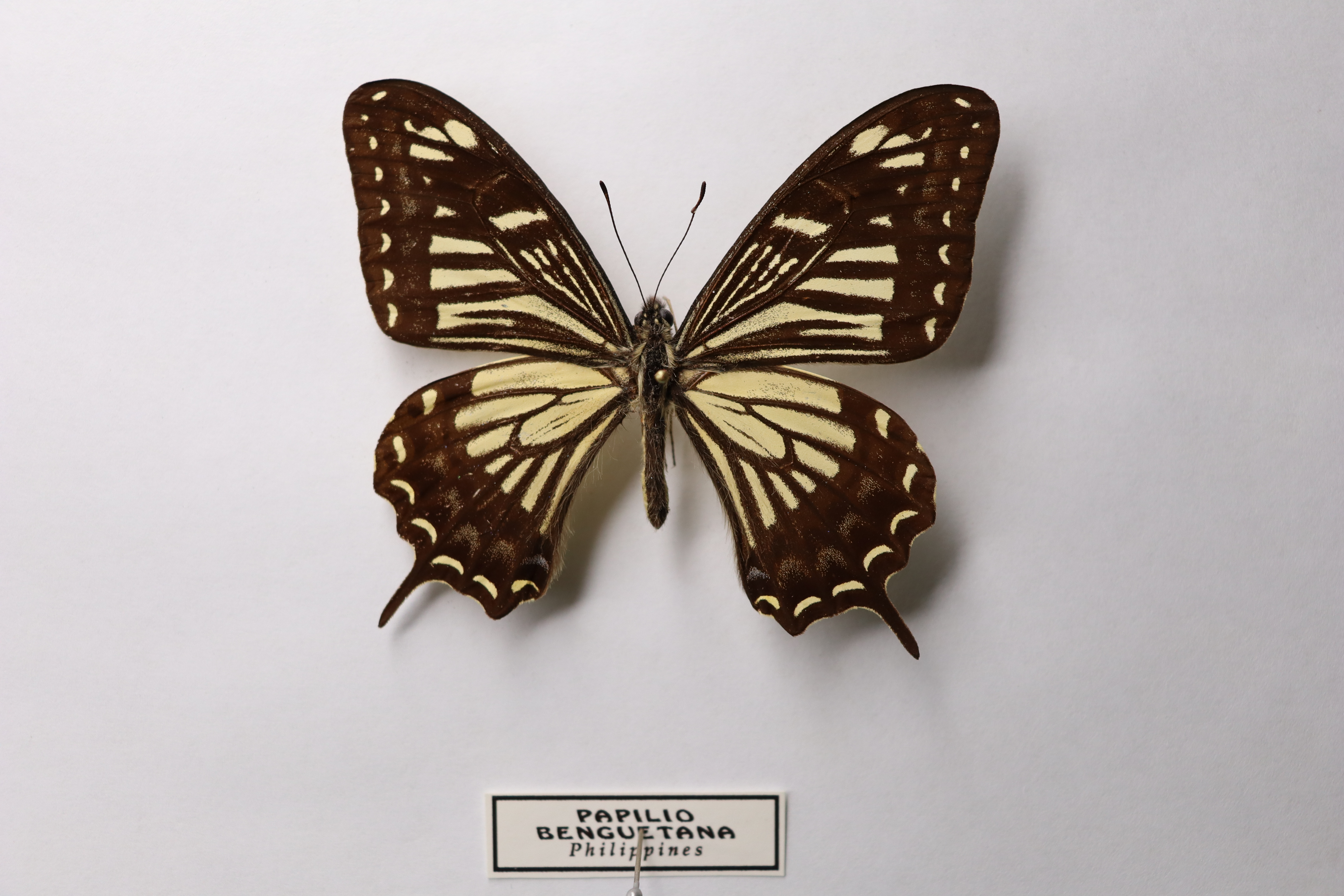 Papilio benguetana
