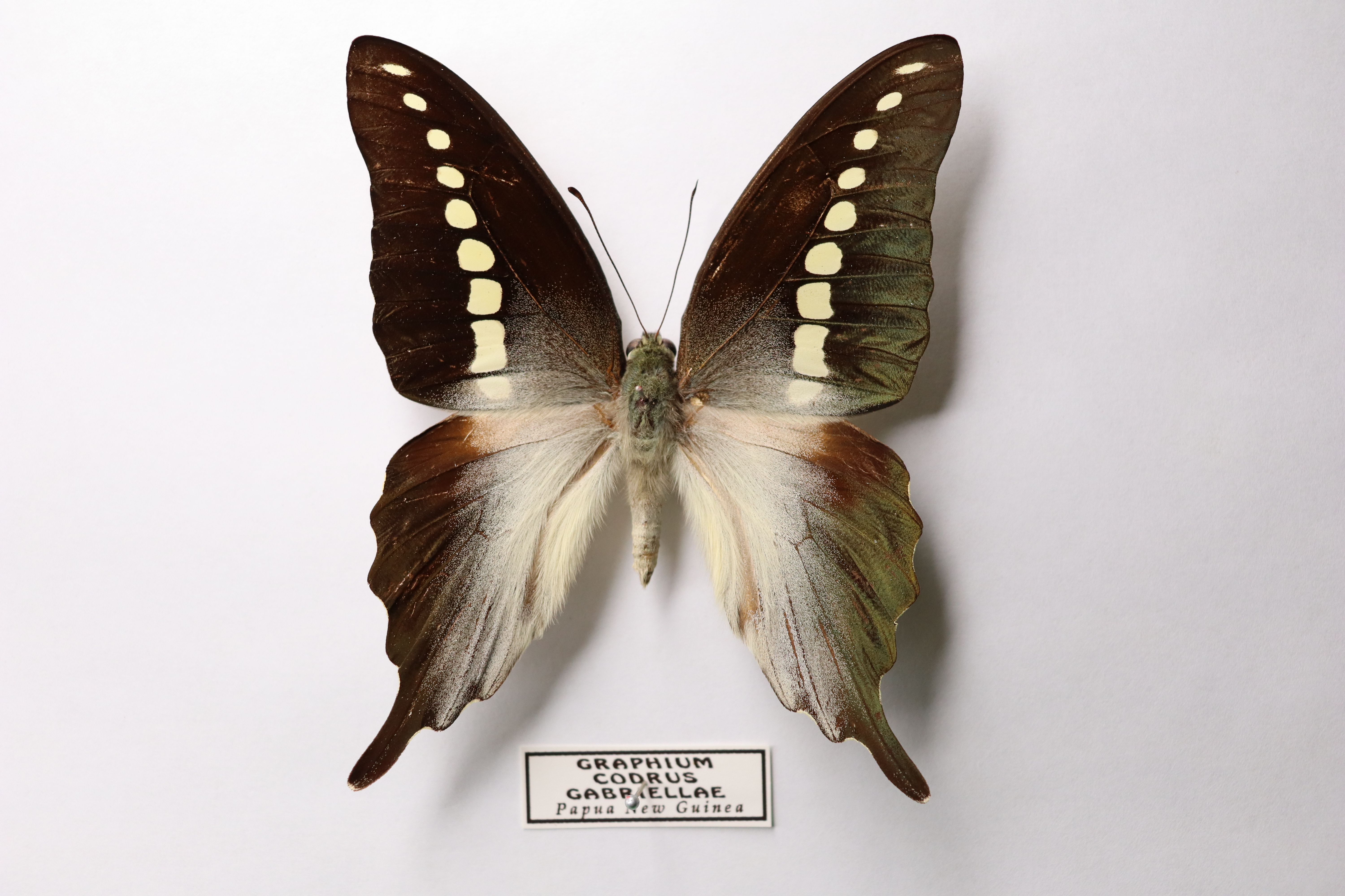 Graphium codrus gabriellae