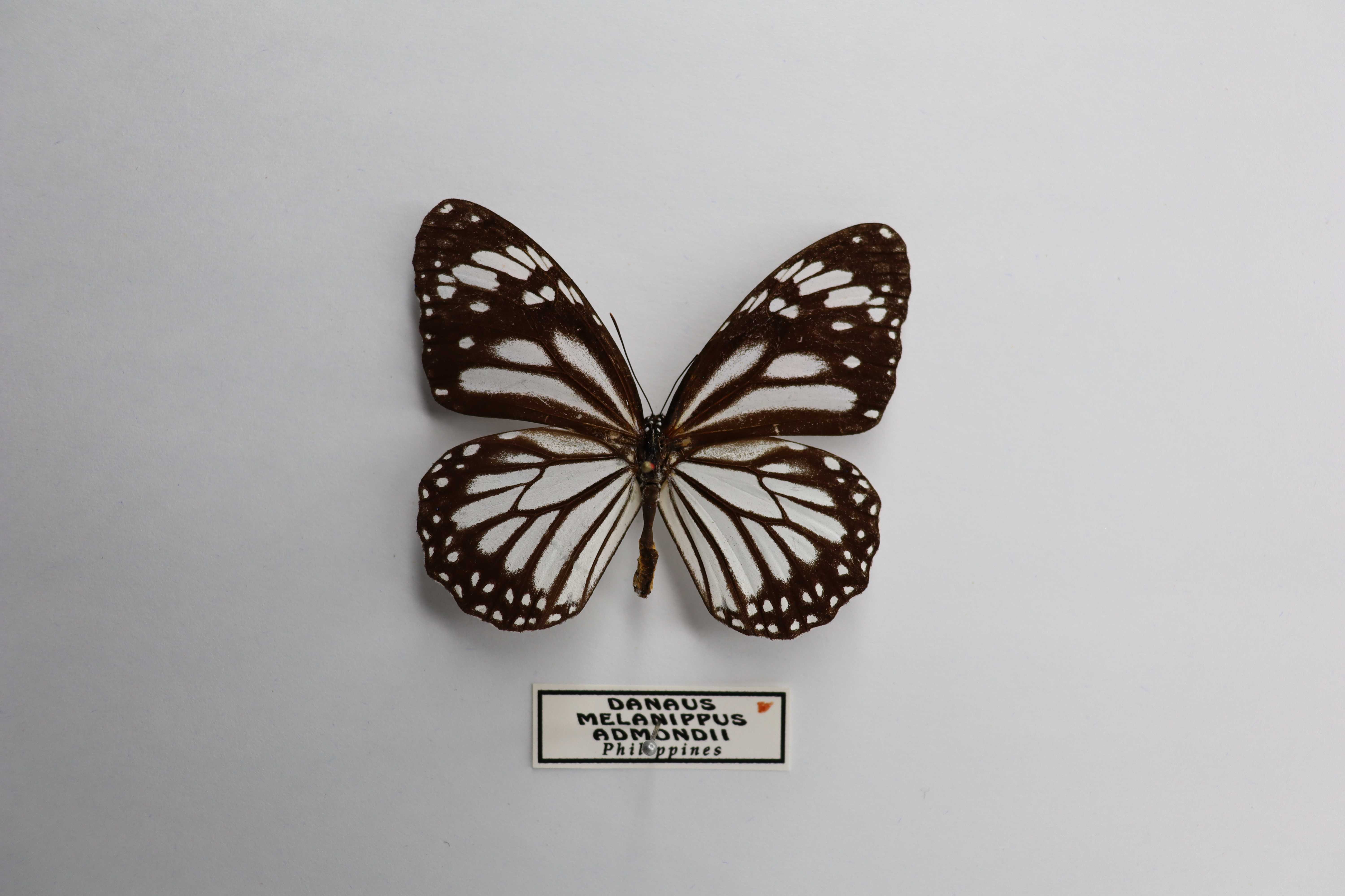 Danaus melanippus edmondii