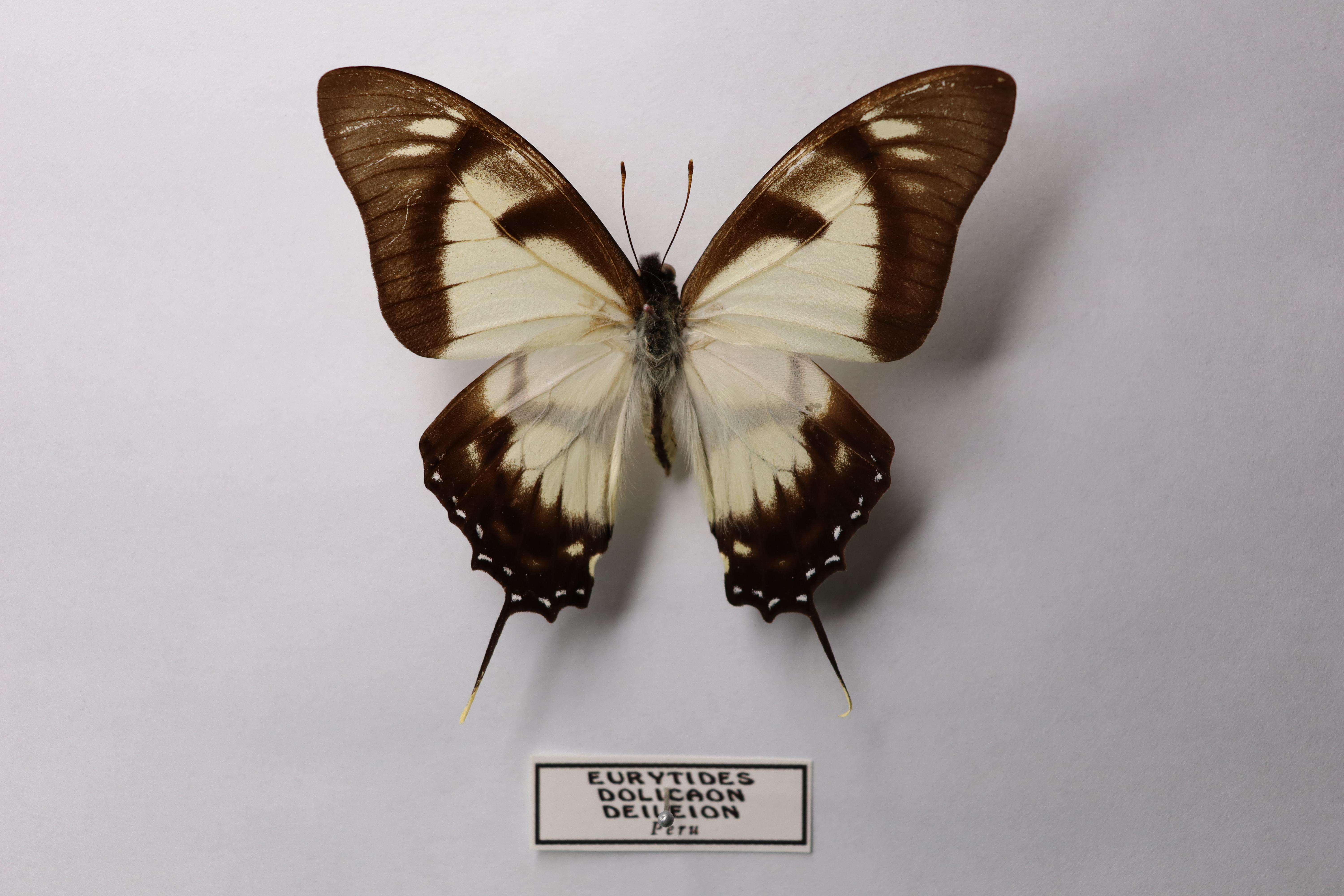 Eurytides dolicaon deileion
