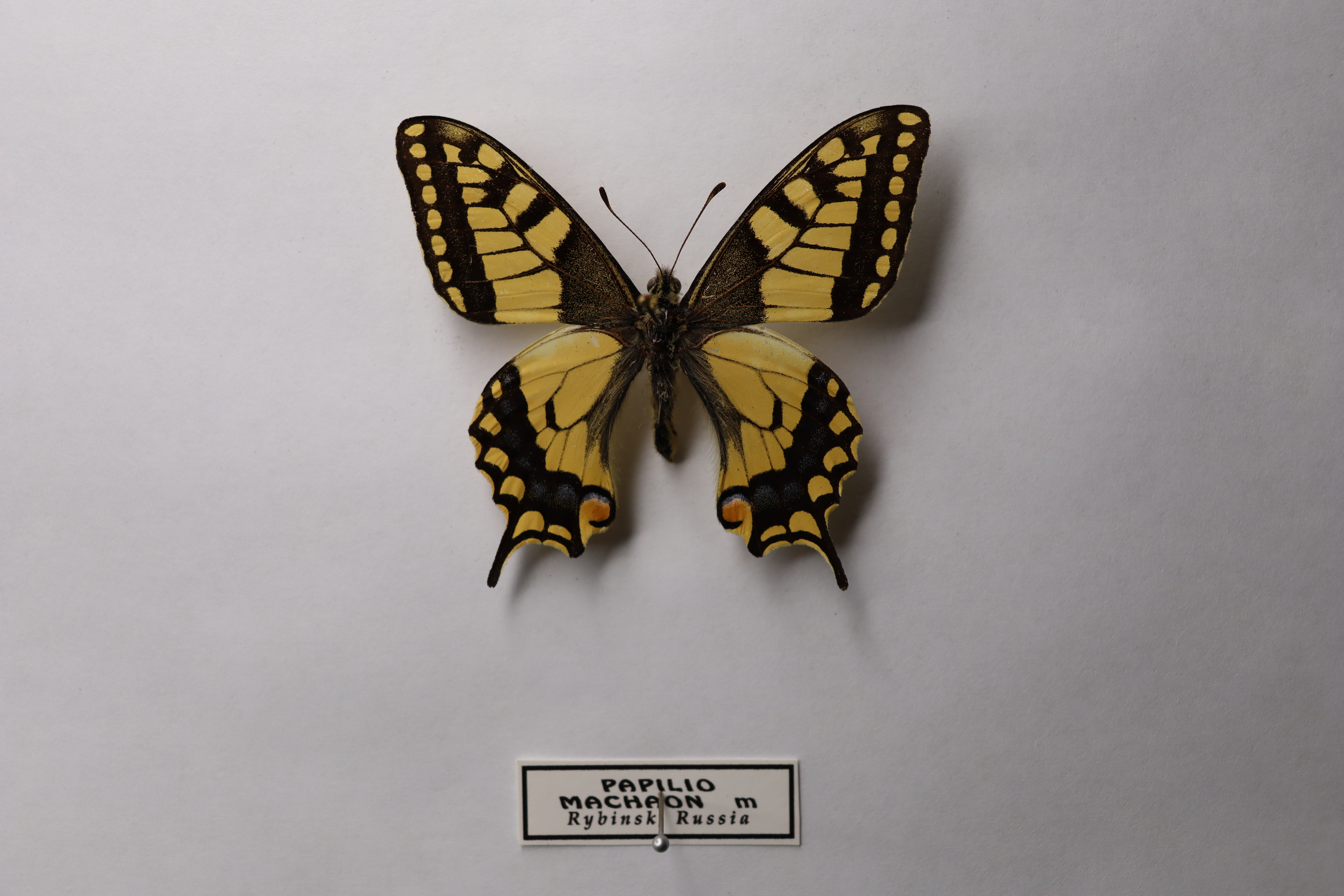 Махаон ( Papilio machaon ) 