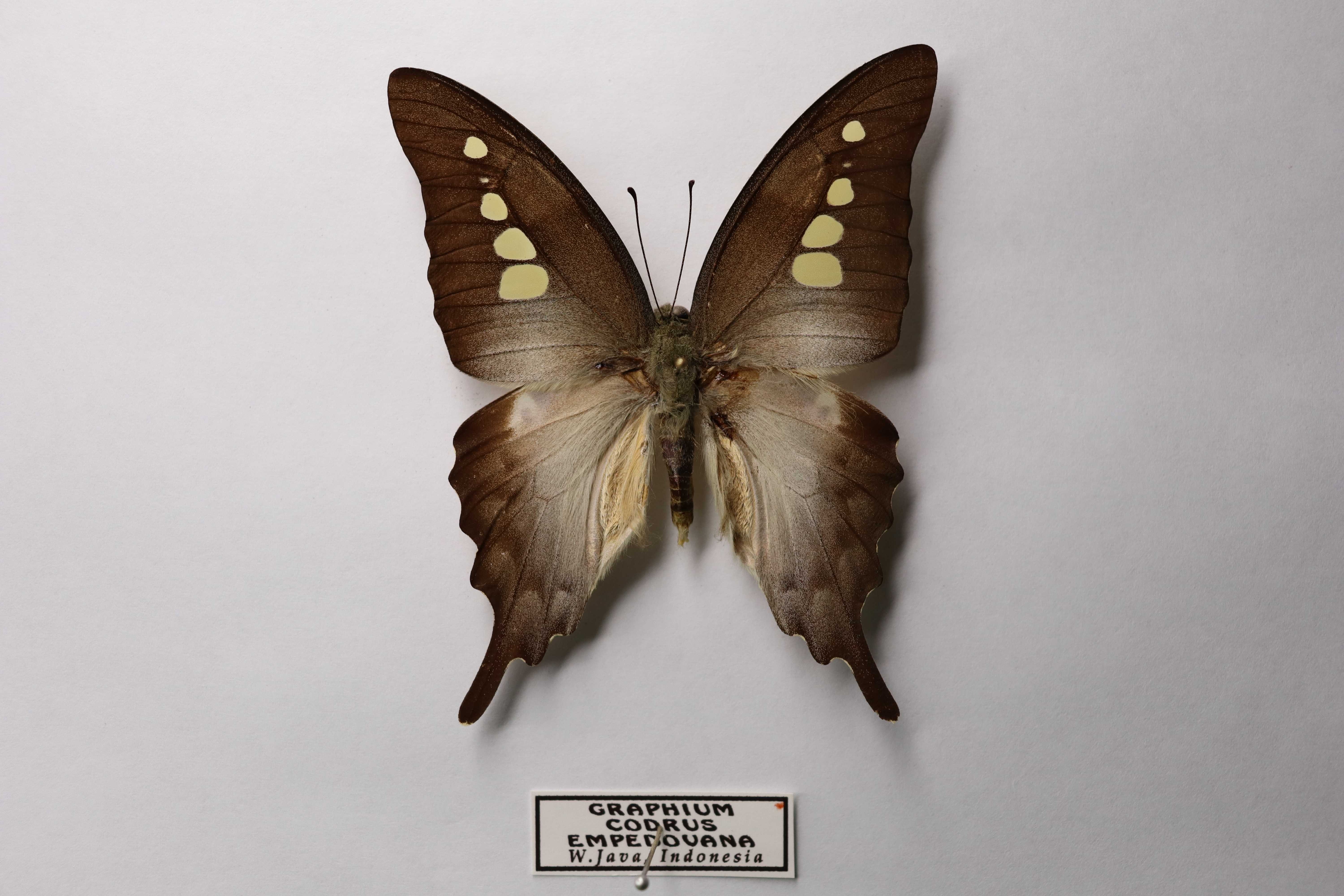 Graphium codrus empedovana