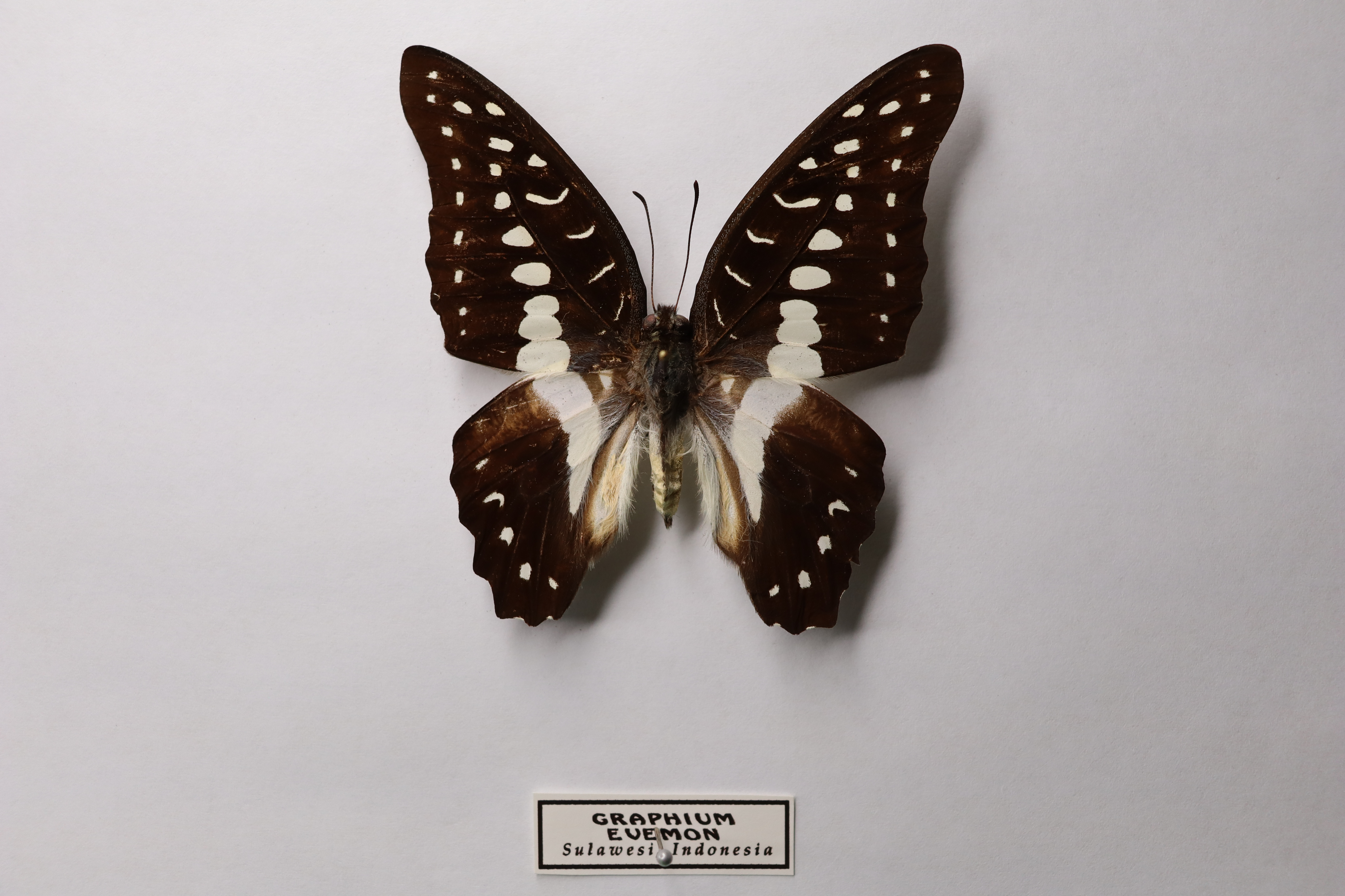 Graphium evemon