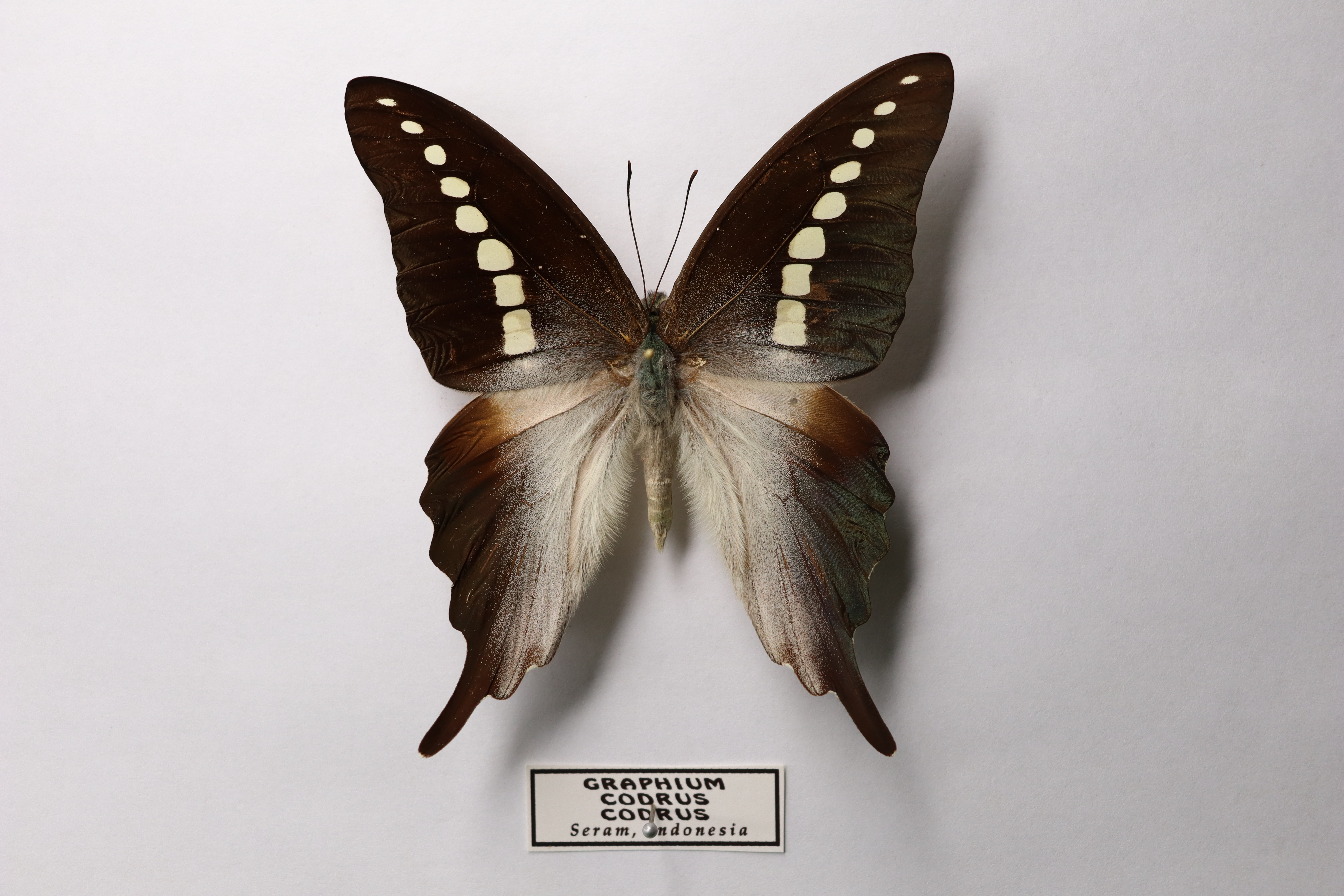 Graphium codrus codrus 