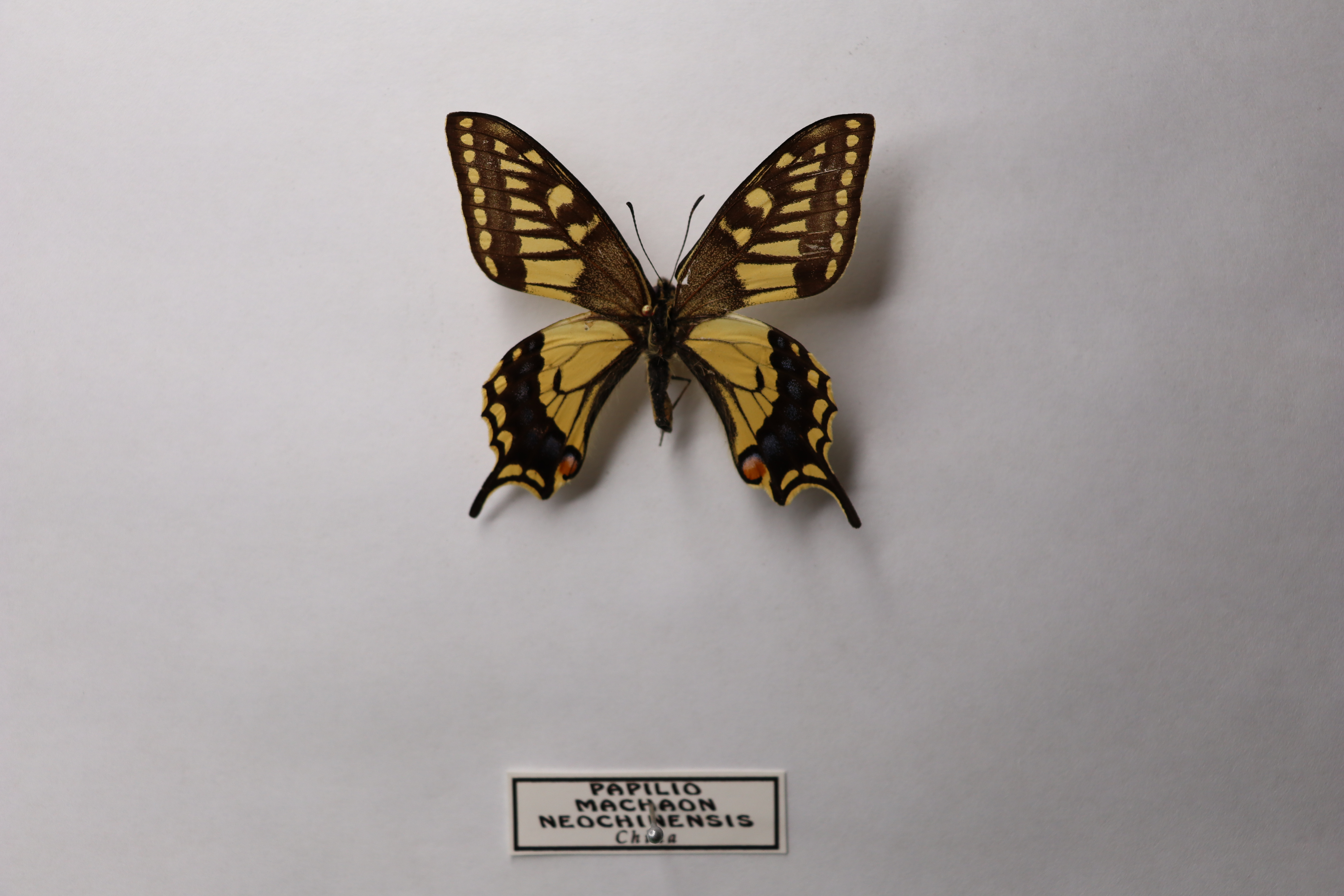 Papilio machaon neochinensis
