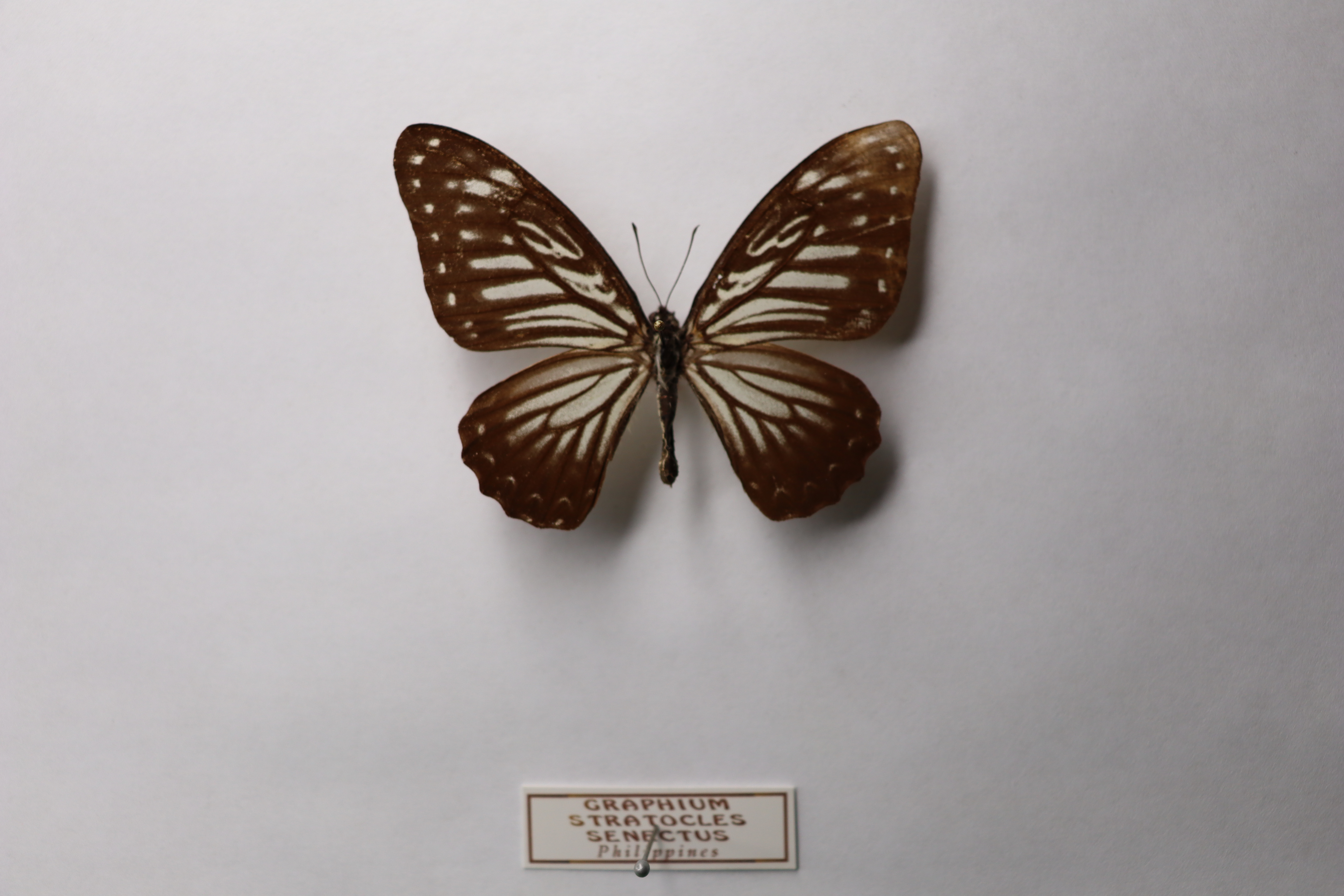 Graphium stratocles senectus