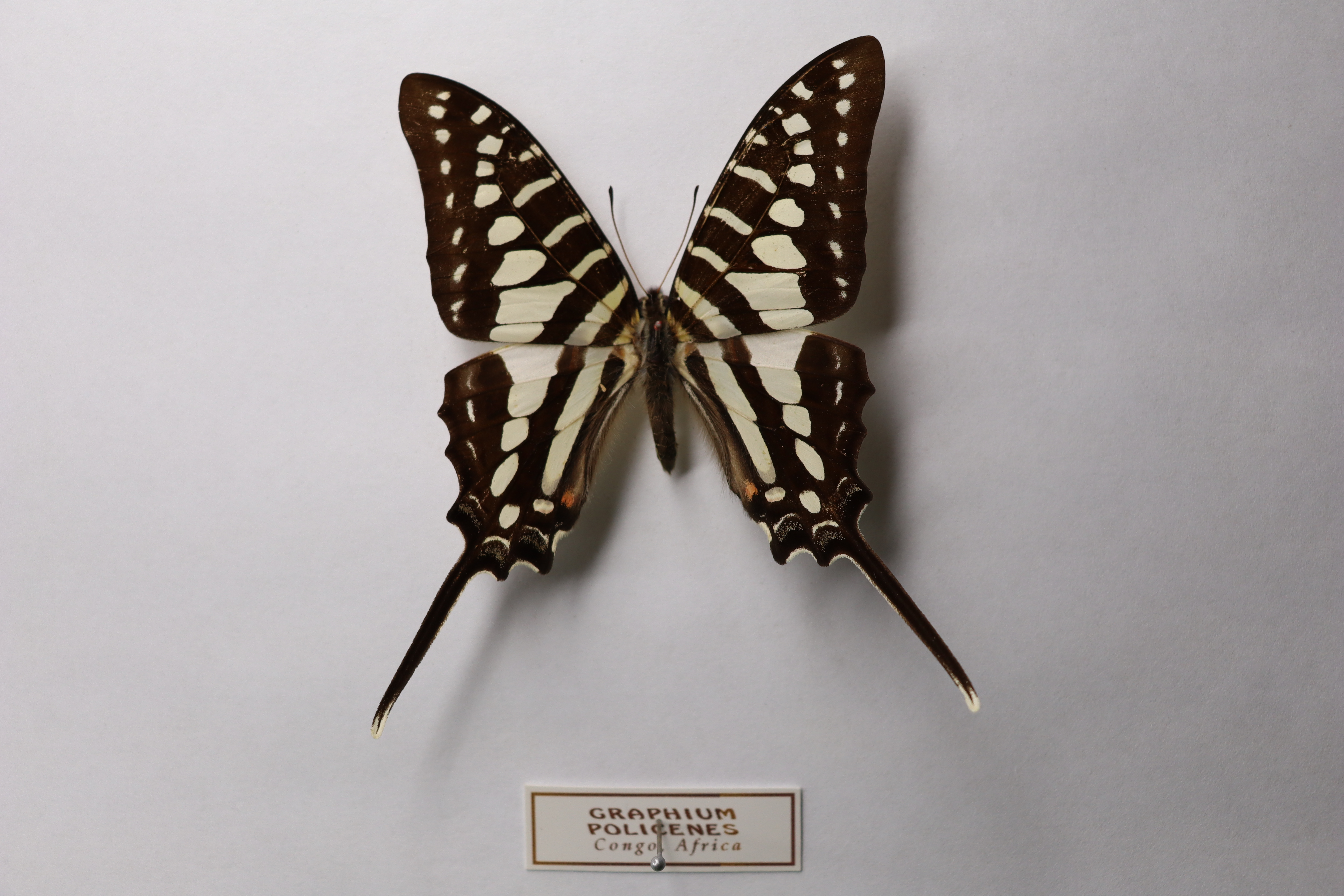 Graphium policenes 