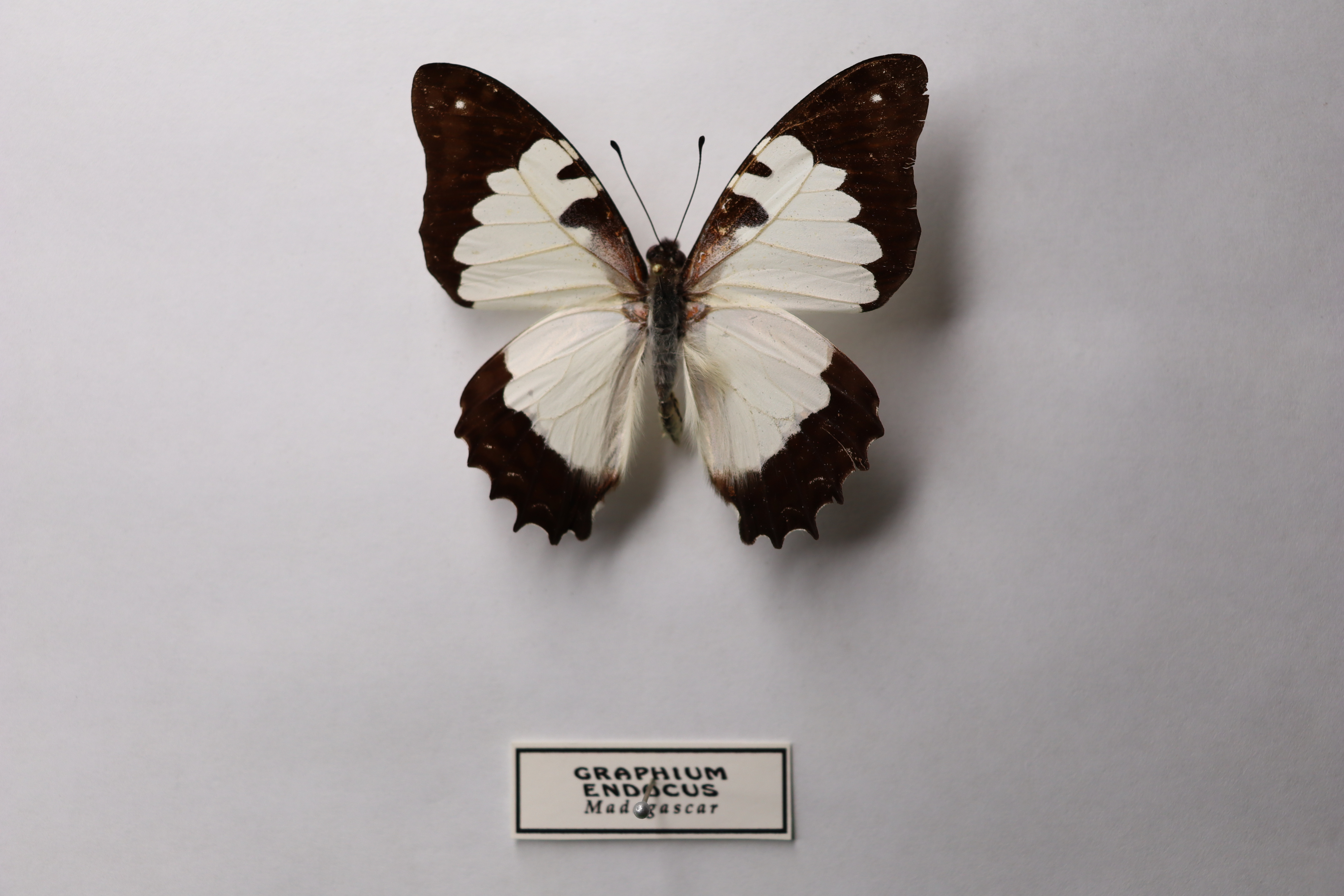 Graphium endochus