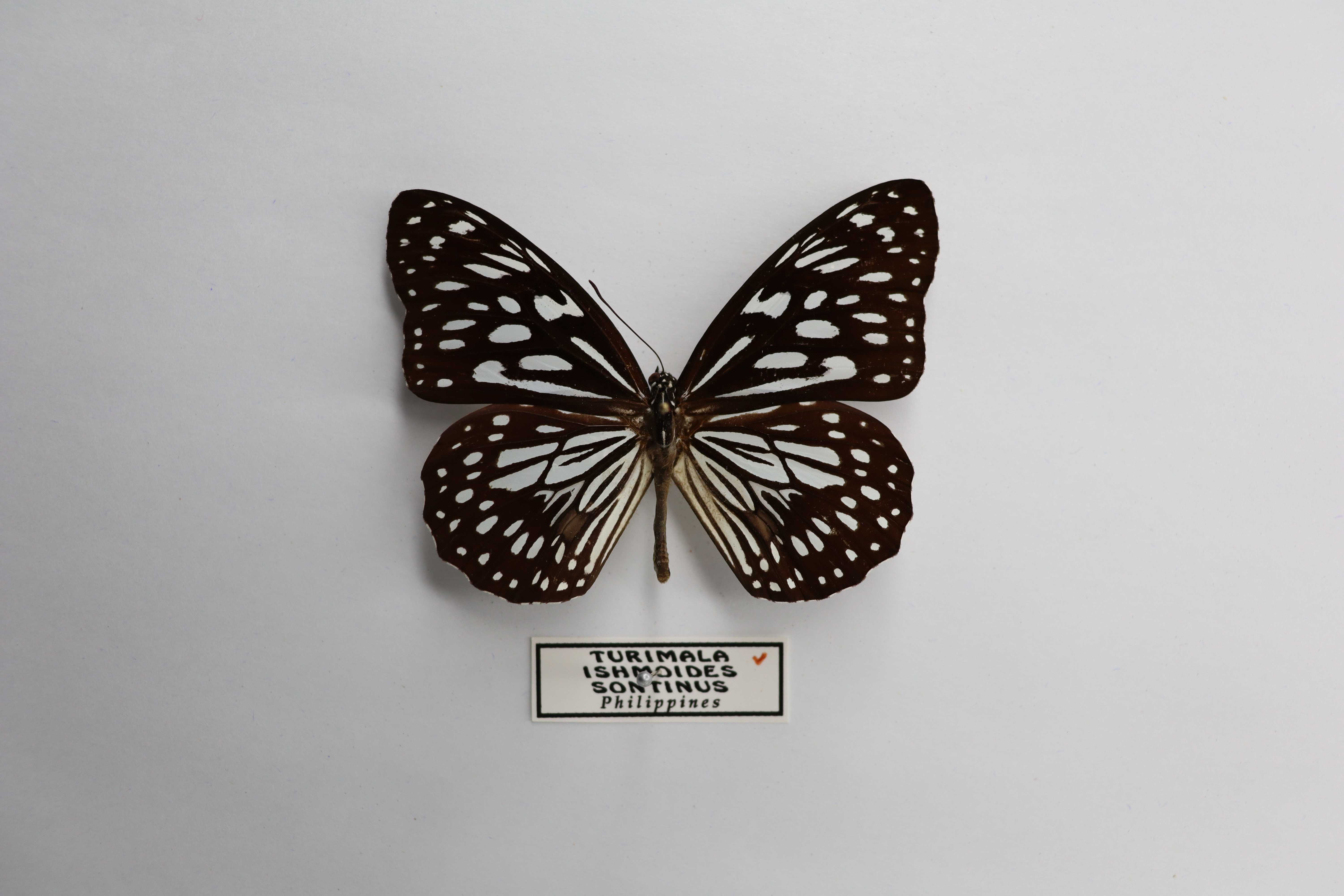 Tirumala ishamoides sontinus