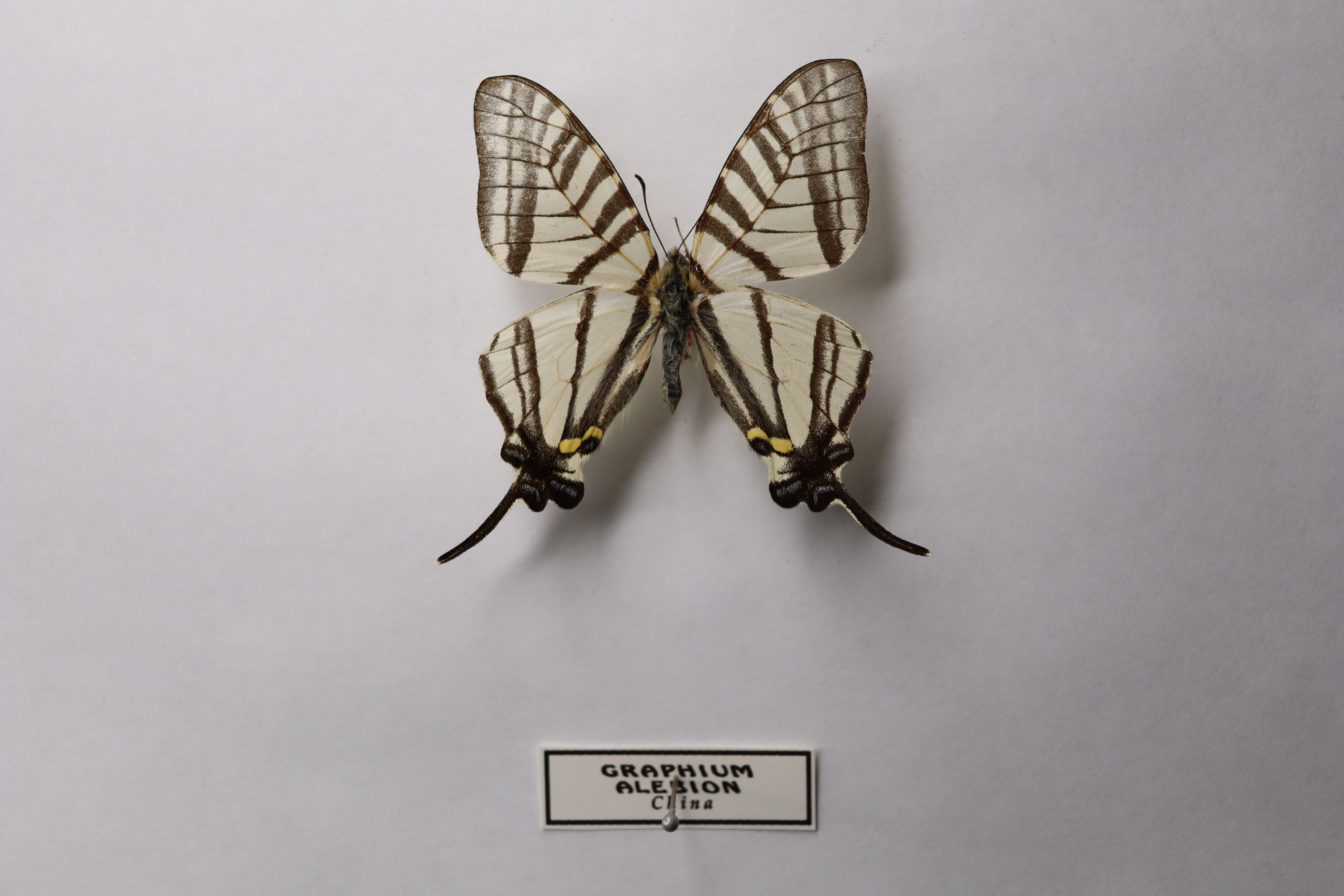 Graphium alebion