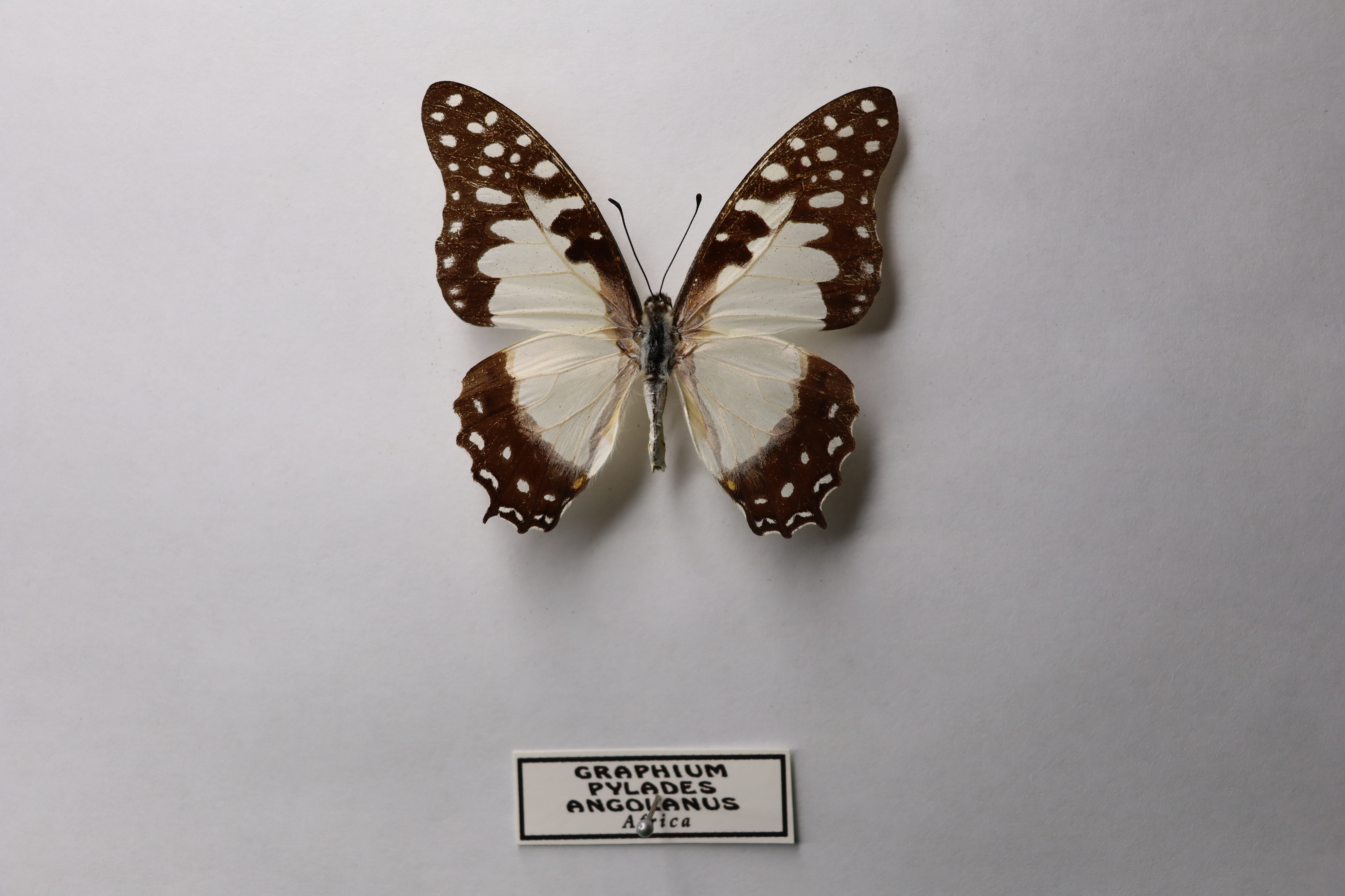 Graphium pylades angolanus (известная как «ангольская белоснежная леди»)