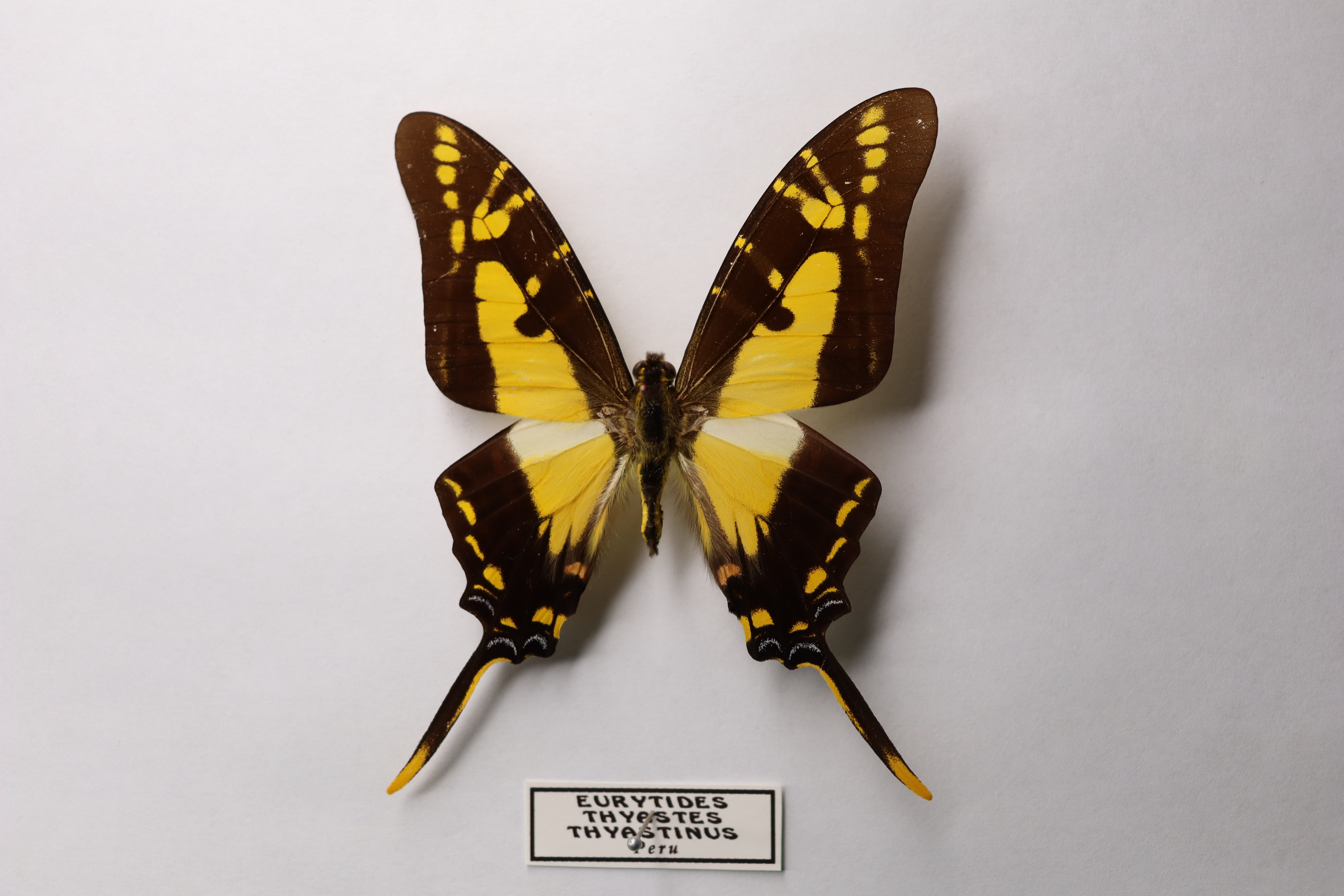 Eurytides thyastes thyastinus