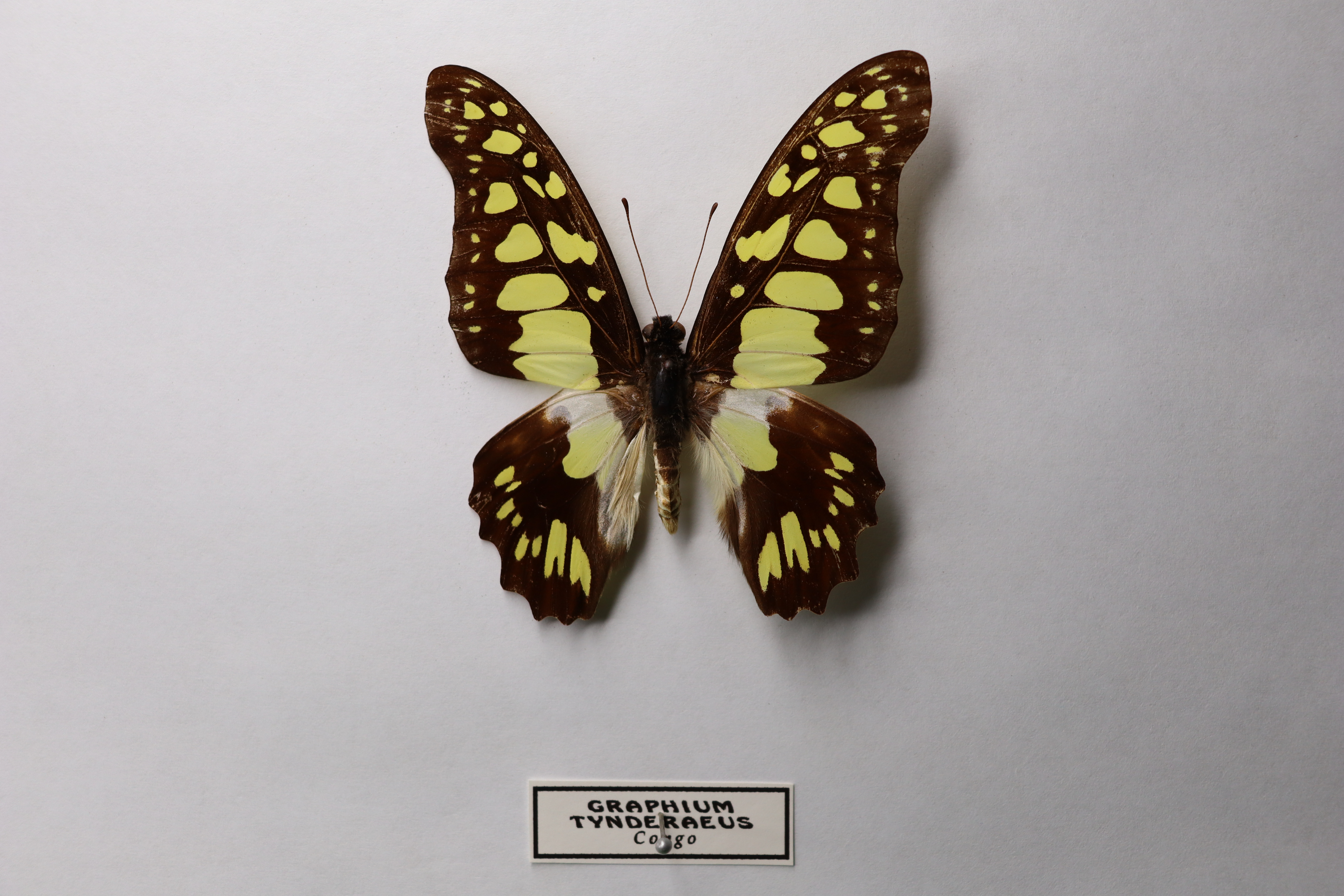 Graphium tynderaeus
