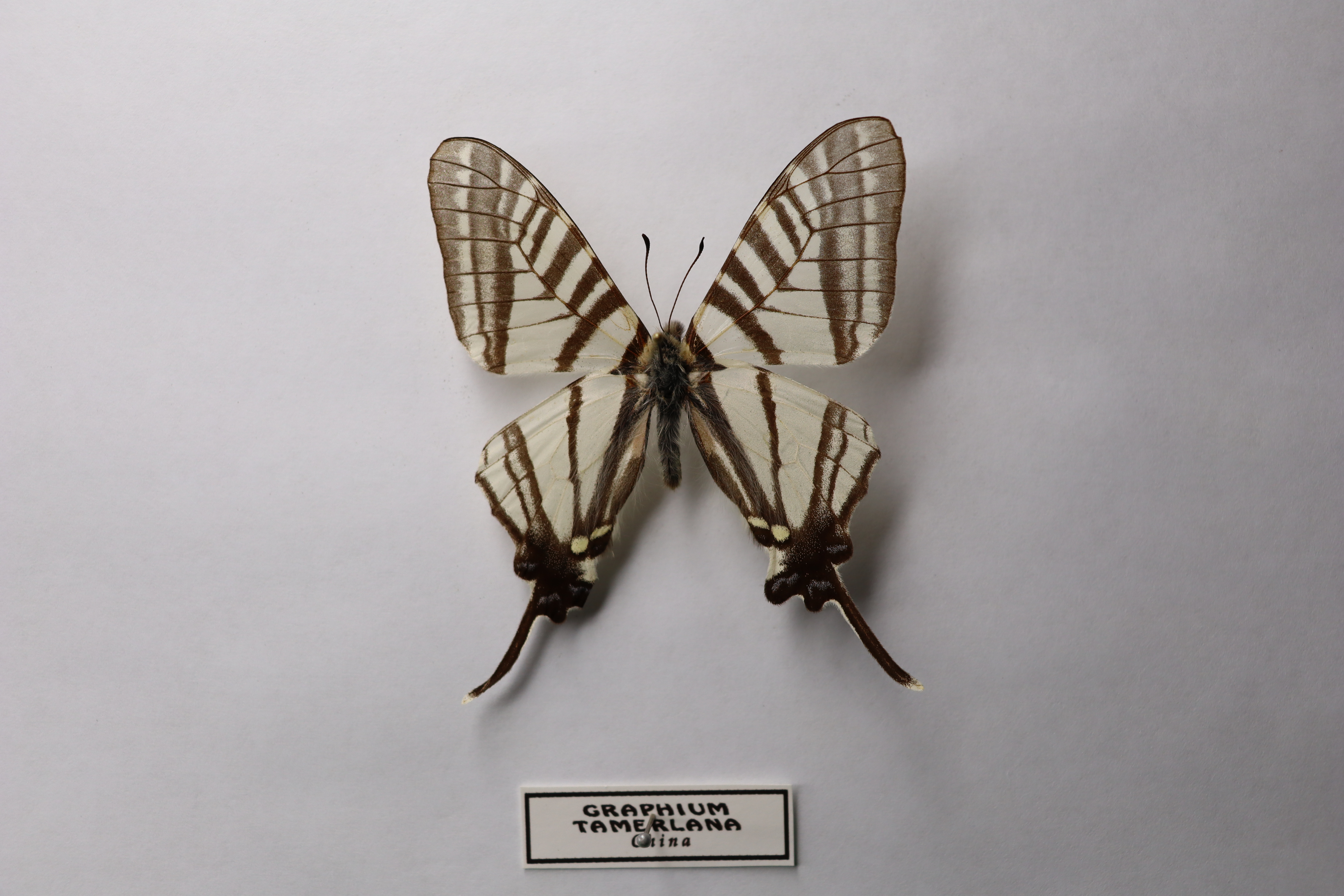 Graphium tamerlana