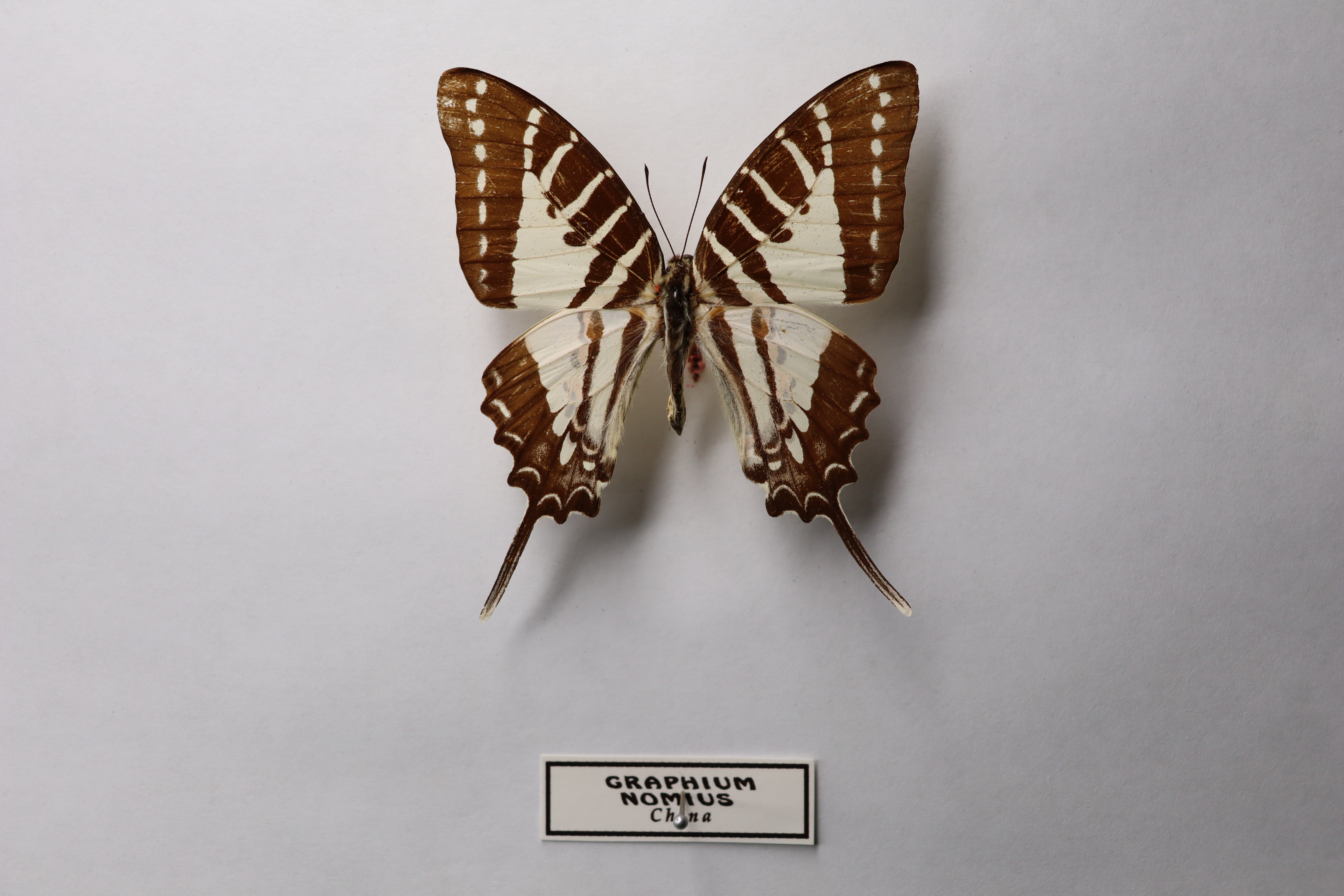 Graphium nomius